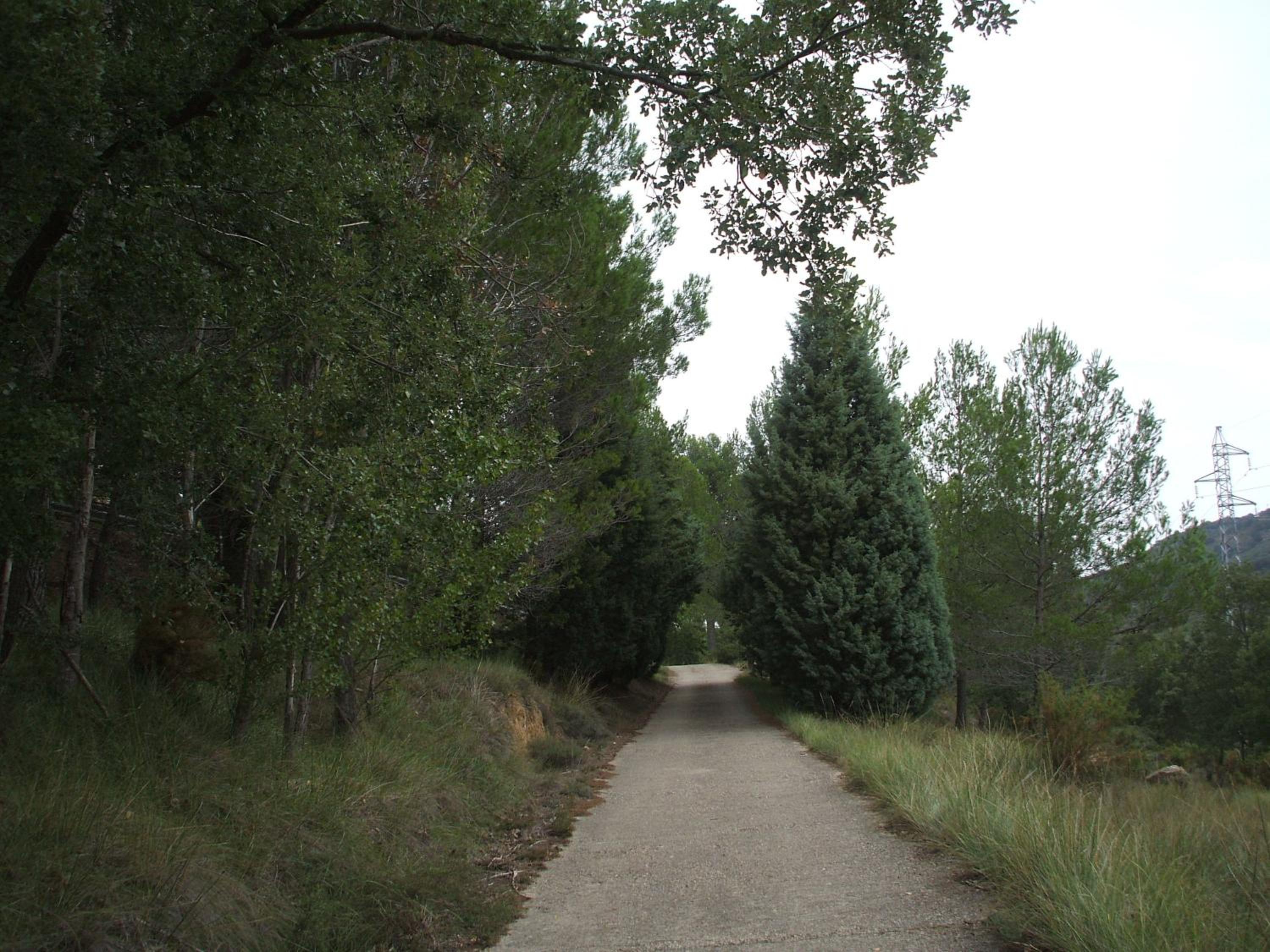 Photo 41