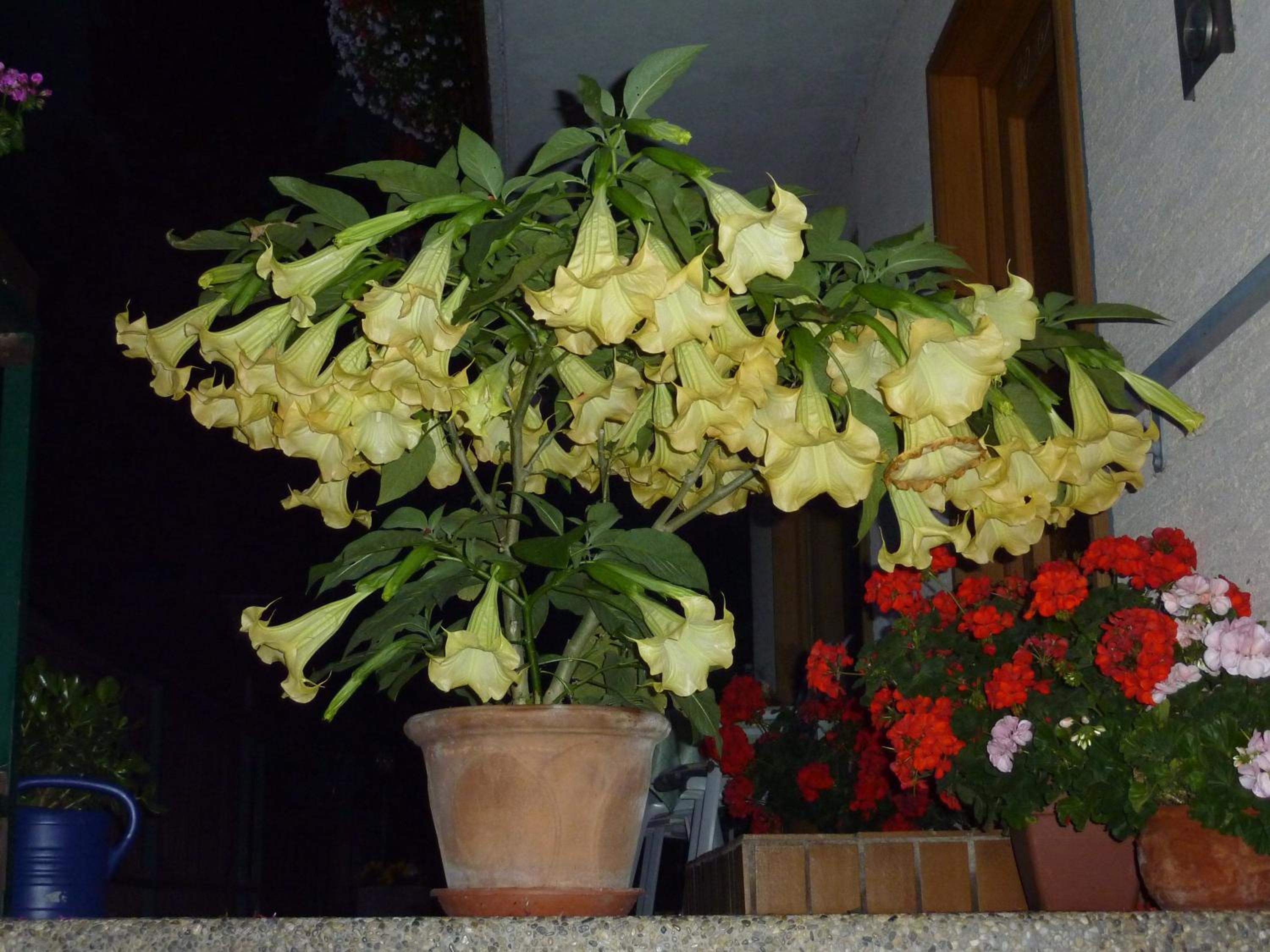 Pension Appartement Ambrosi