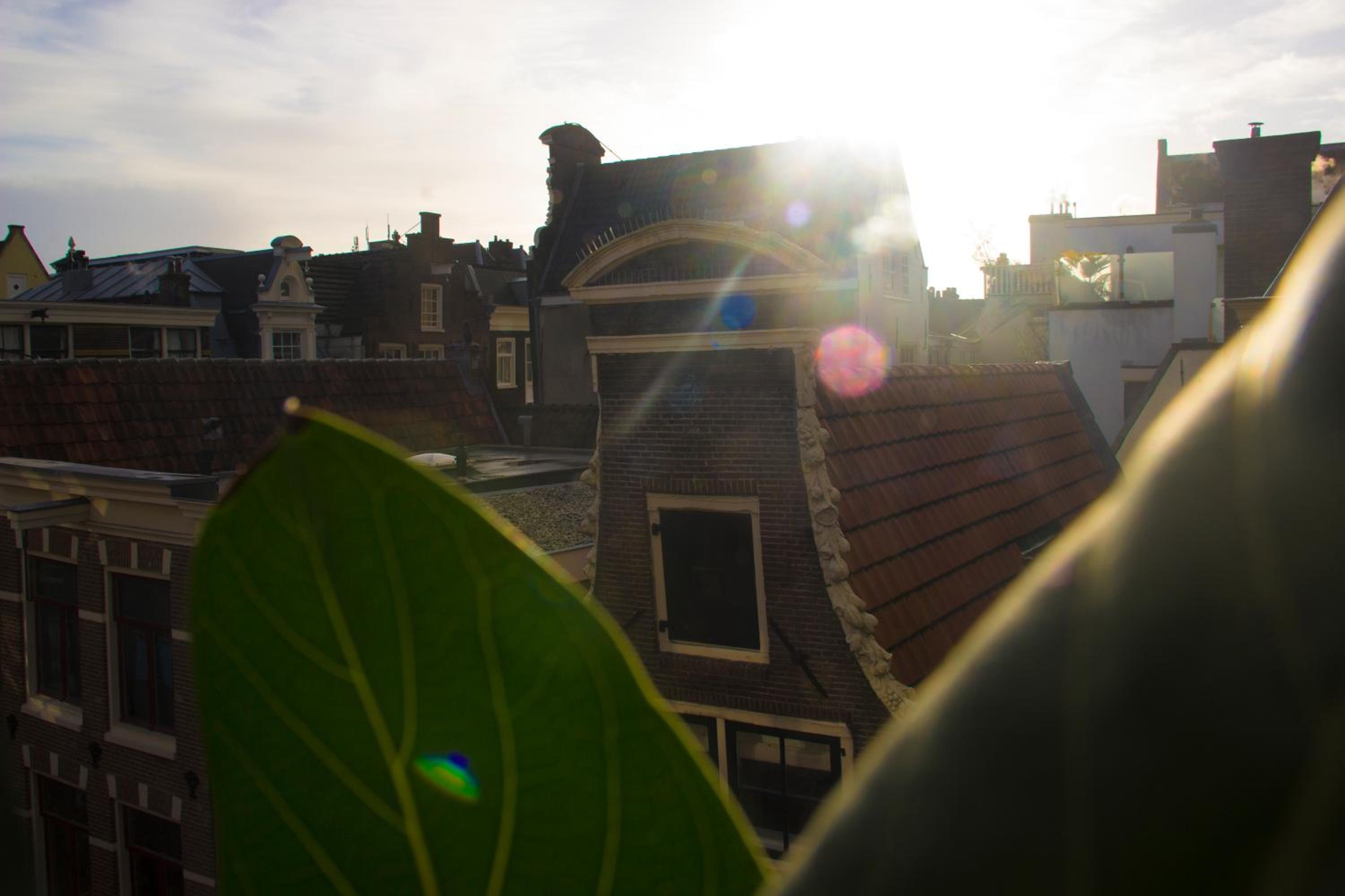 Attic Monkeys Lodge