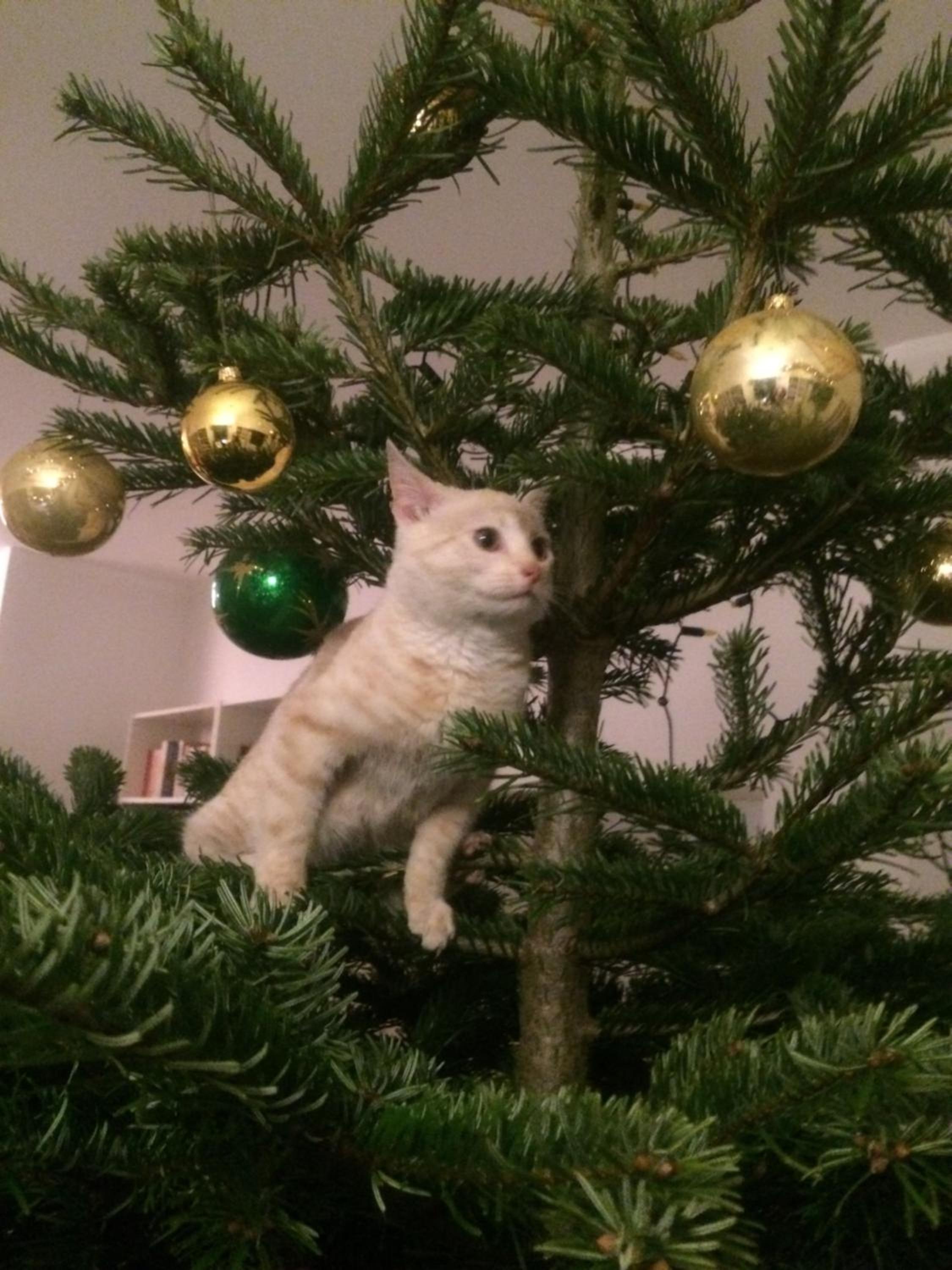 Photo 44