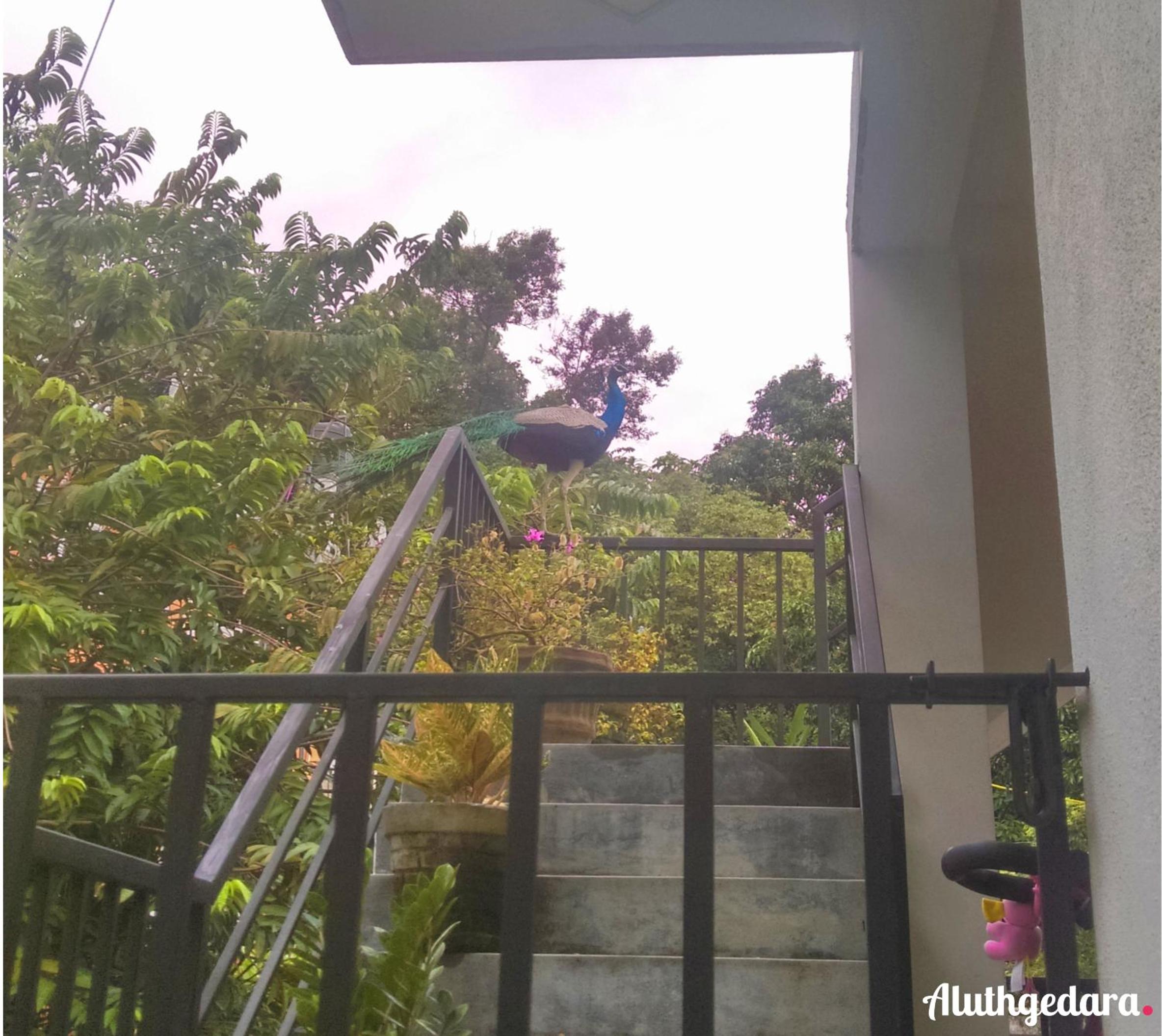 Aluthgedara Guest House