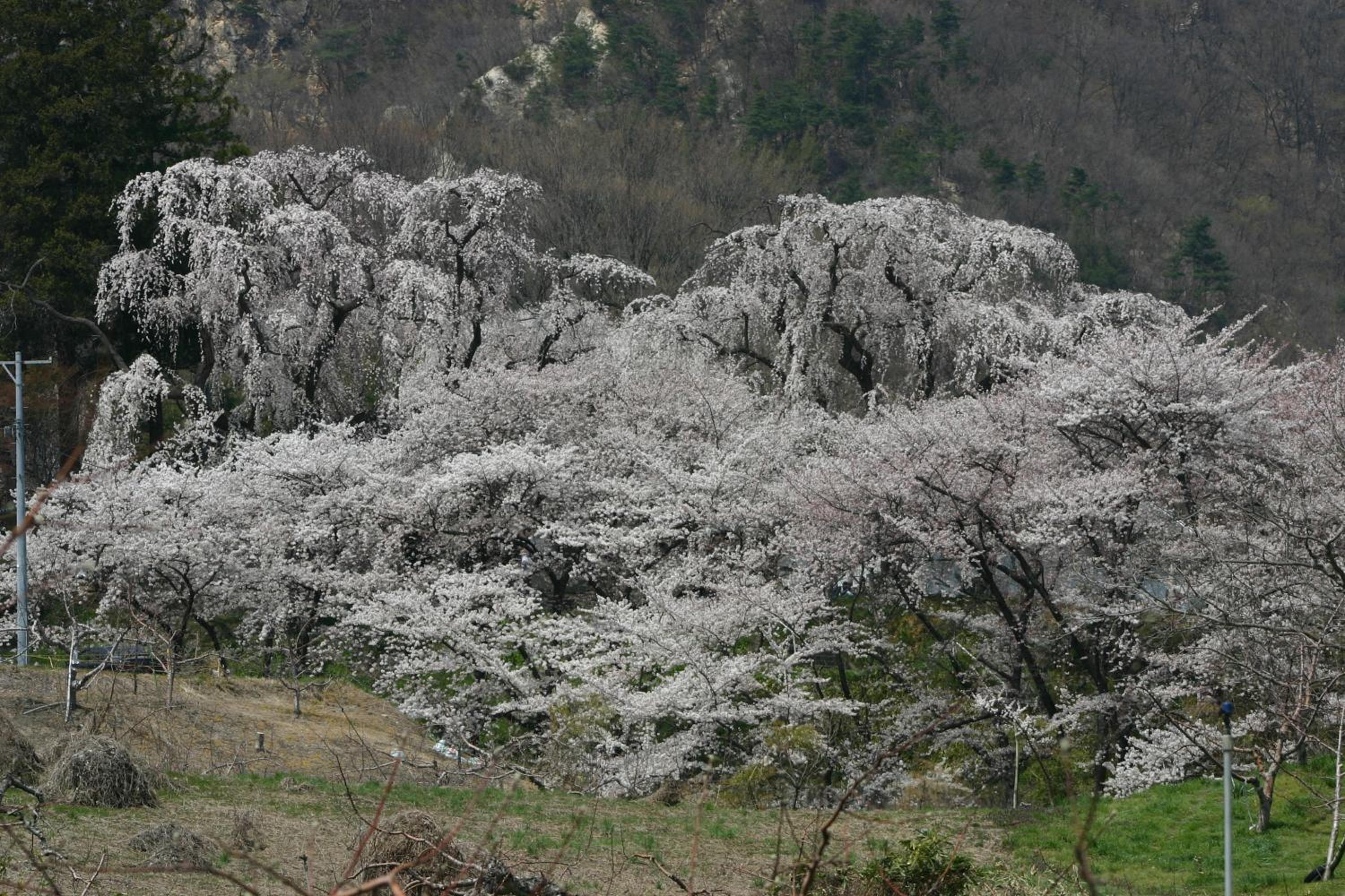 Shosenkaku, photo 39