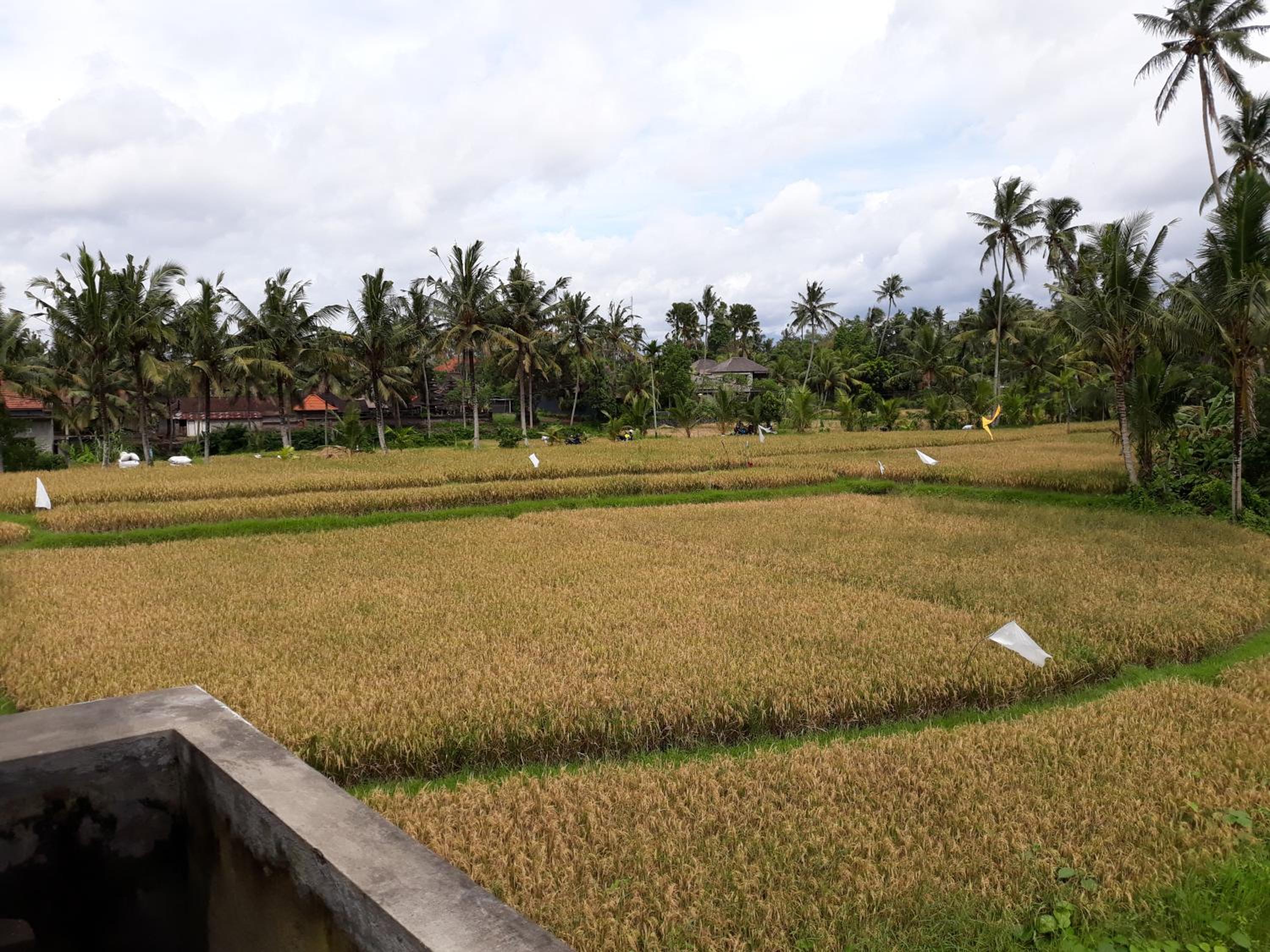 Umah Dangin Guest House view 5
