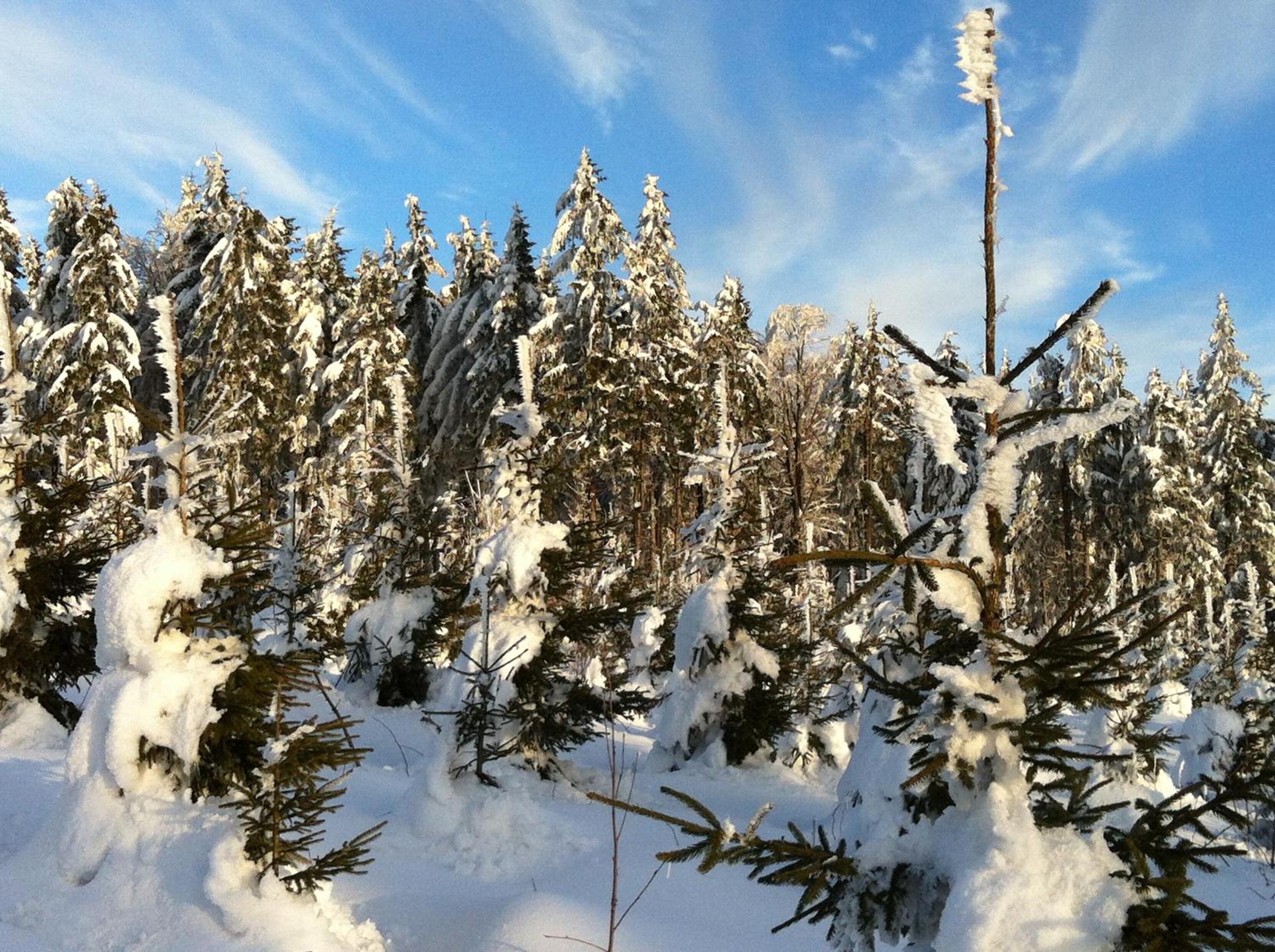 Gasthof Waldschenke
