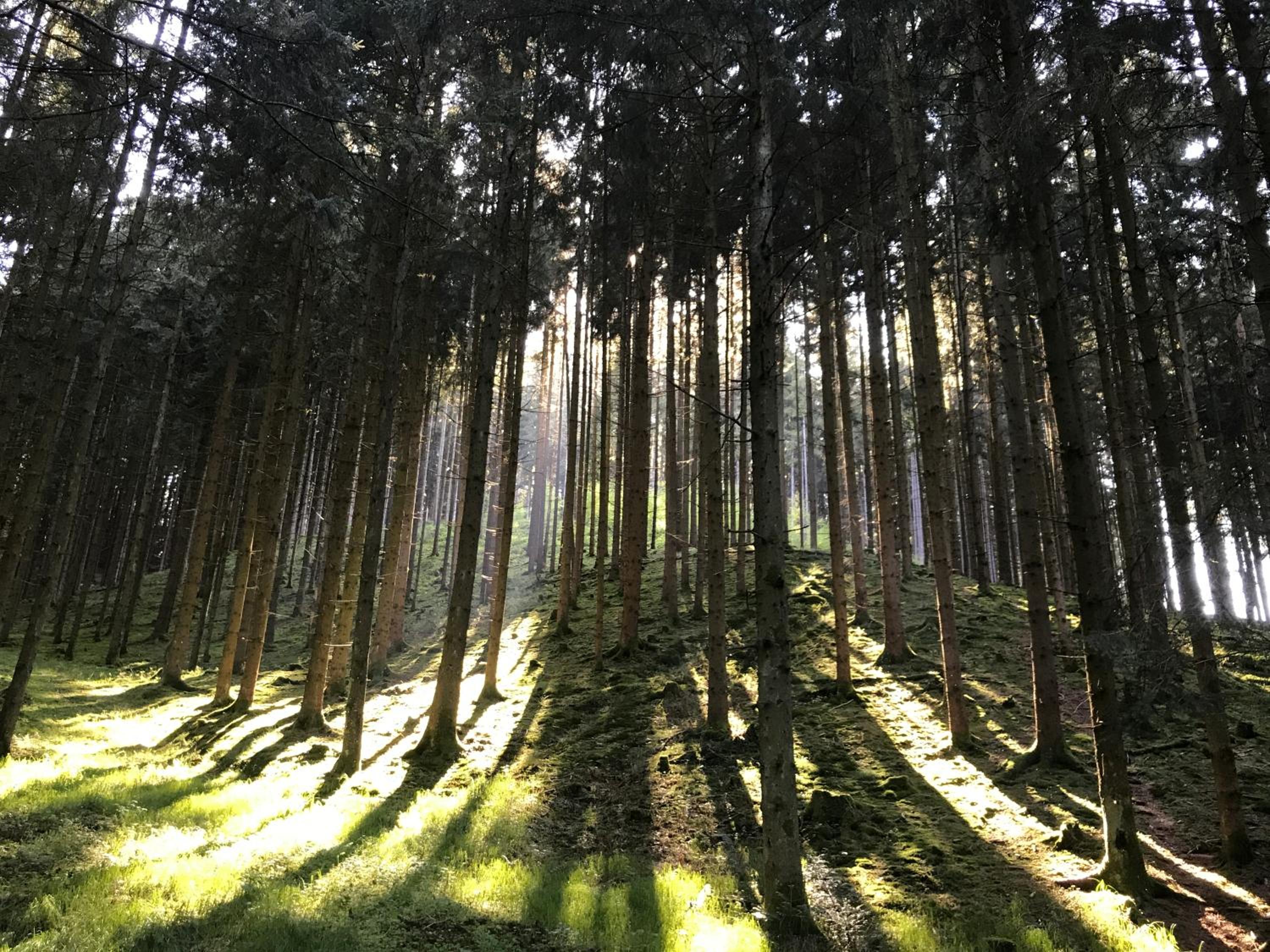 Gasthof Waldschenke
