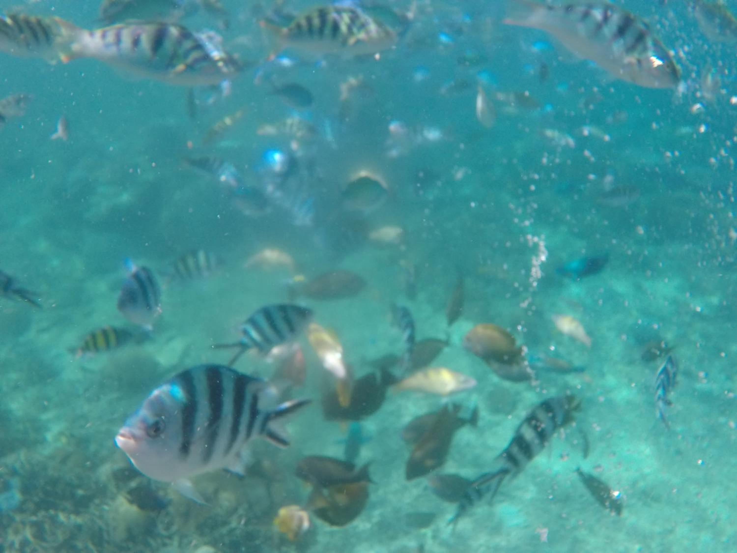 Photo 41