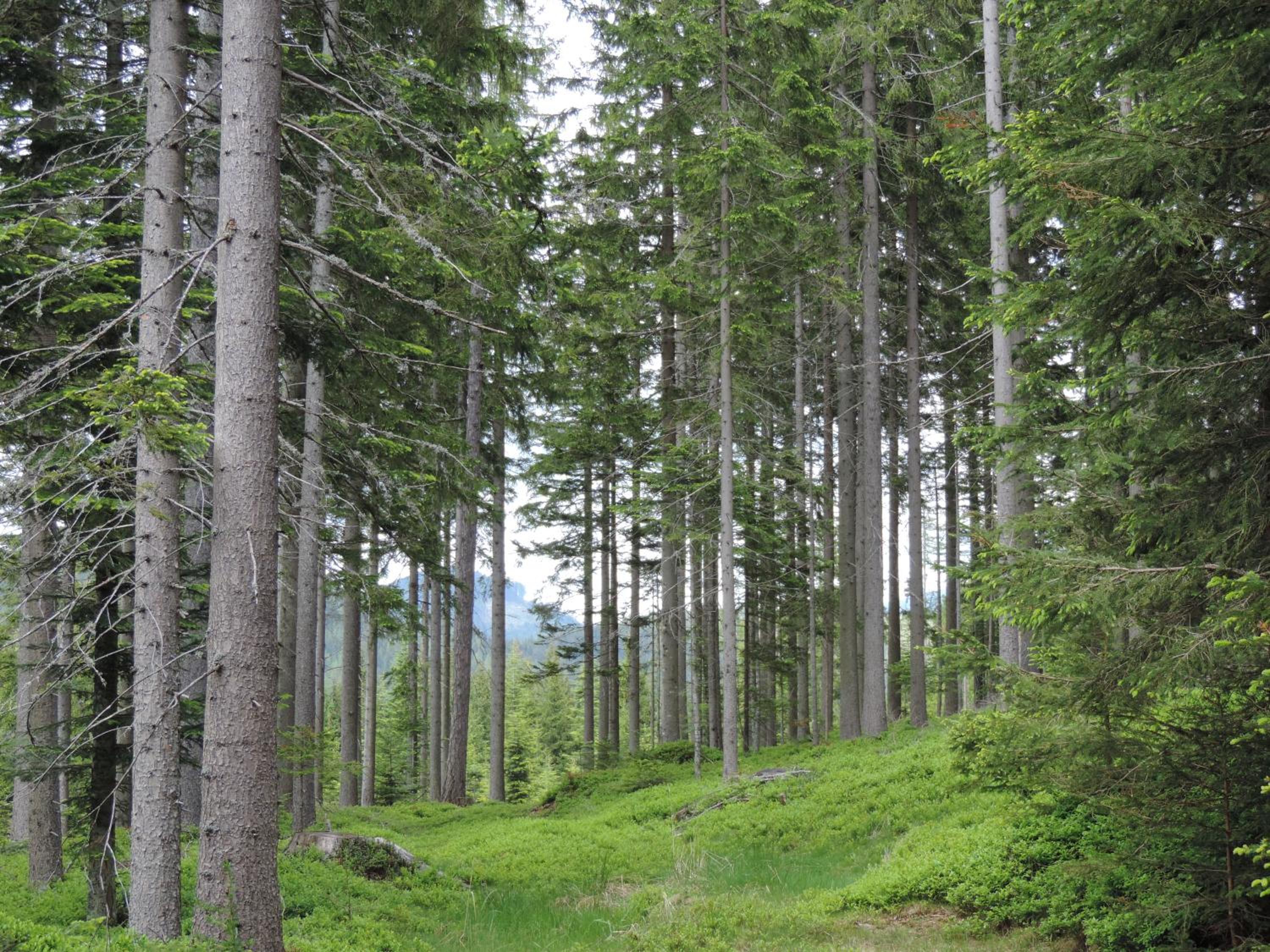 Urlaub am Bauernhof Grabenhofer