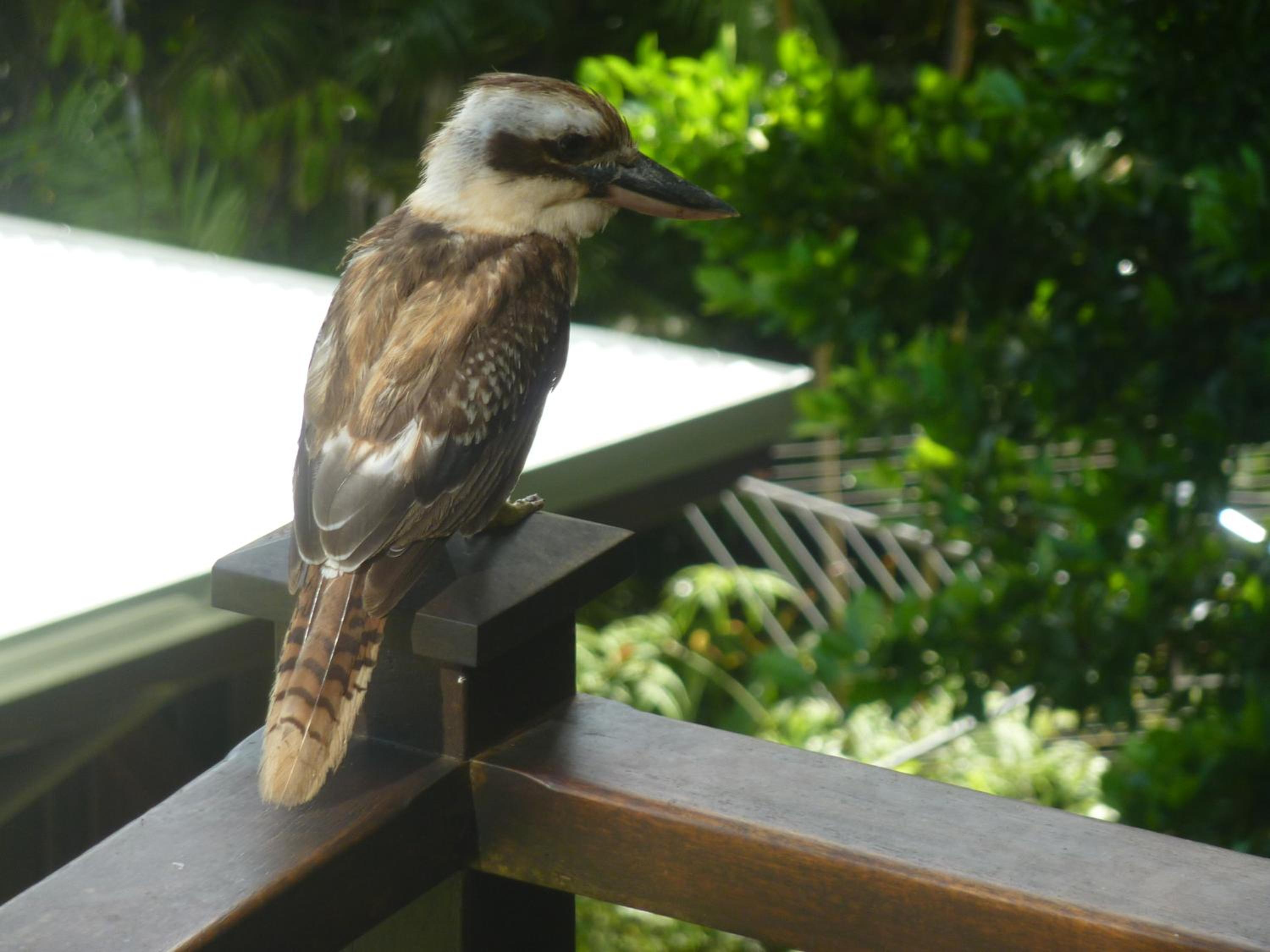 Daintree Holiday Homes - La Vista