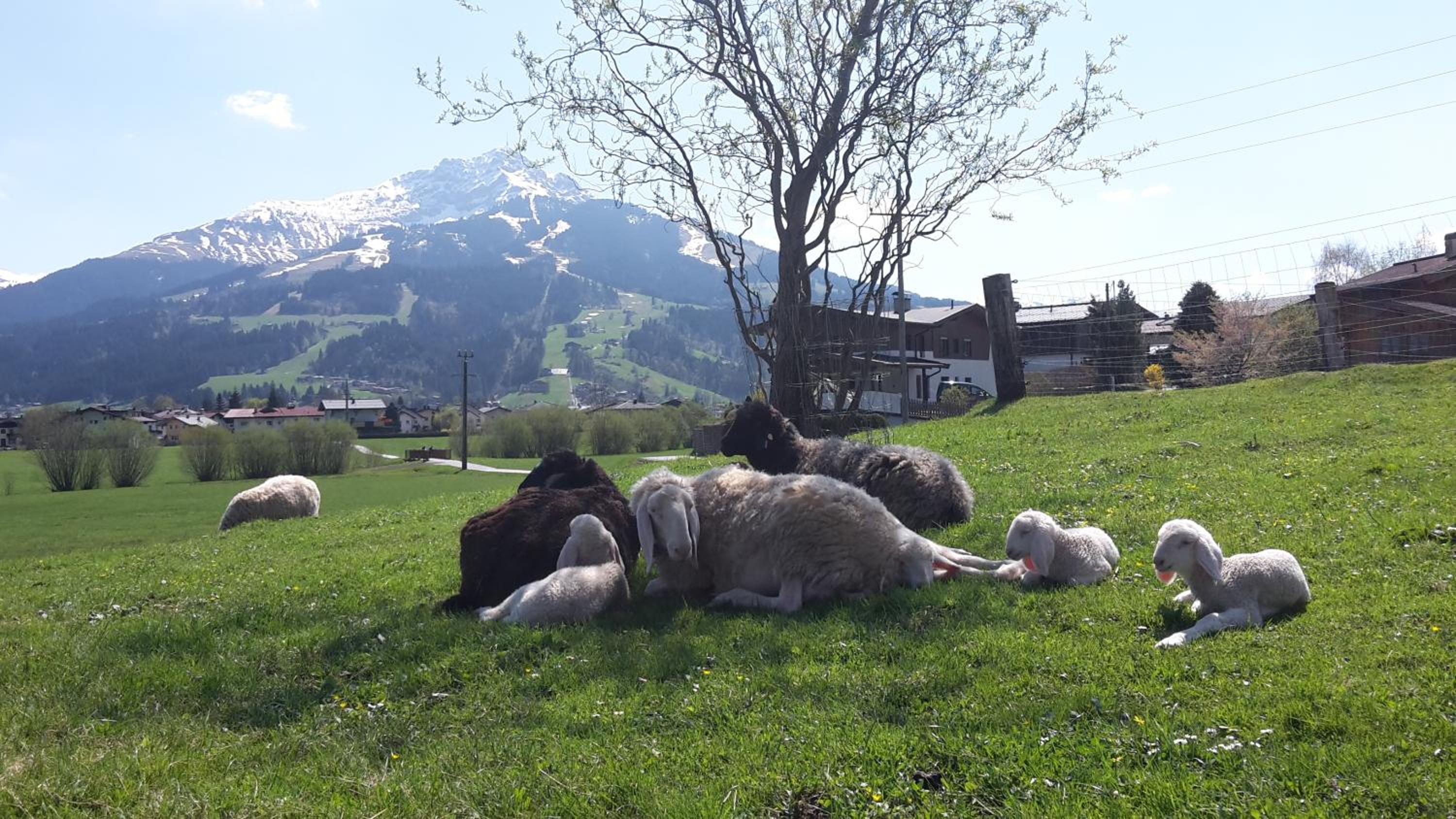Narzenhof Wellness Chalets, Familien & Luxus Apartments am Bauernhof