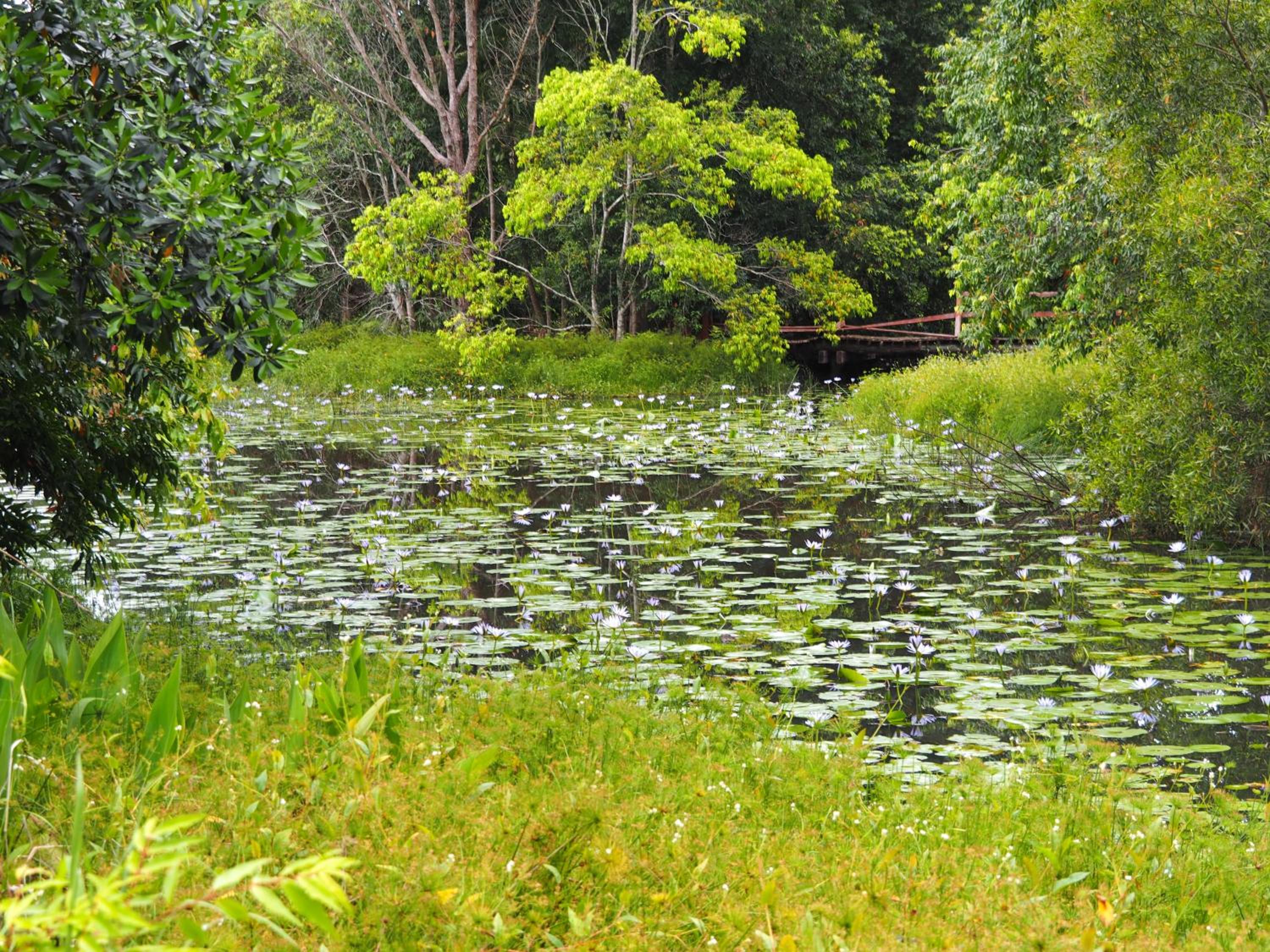 Lilypad Luxury Cabins