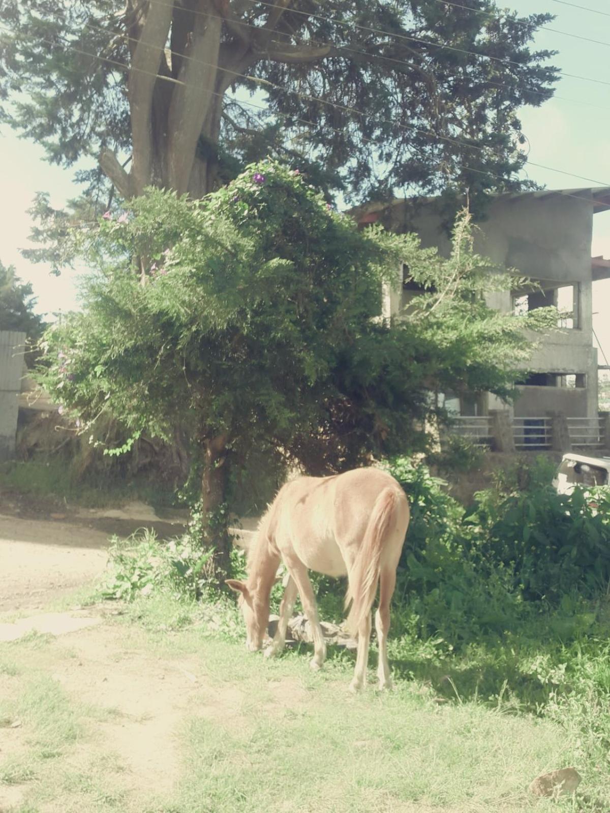 Photo 40