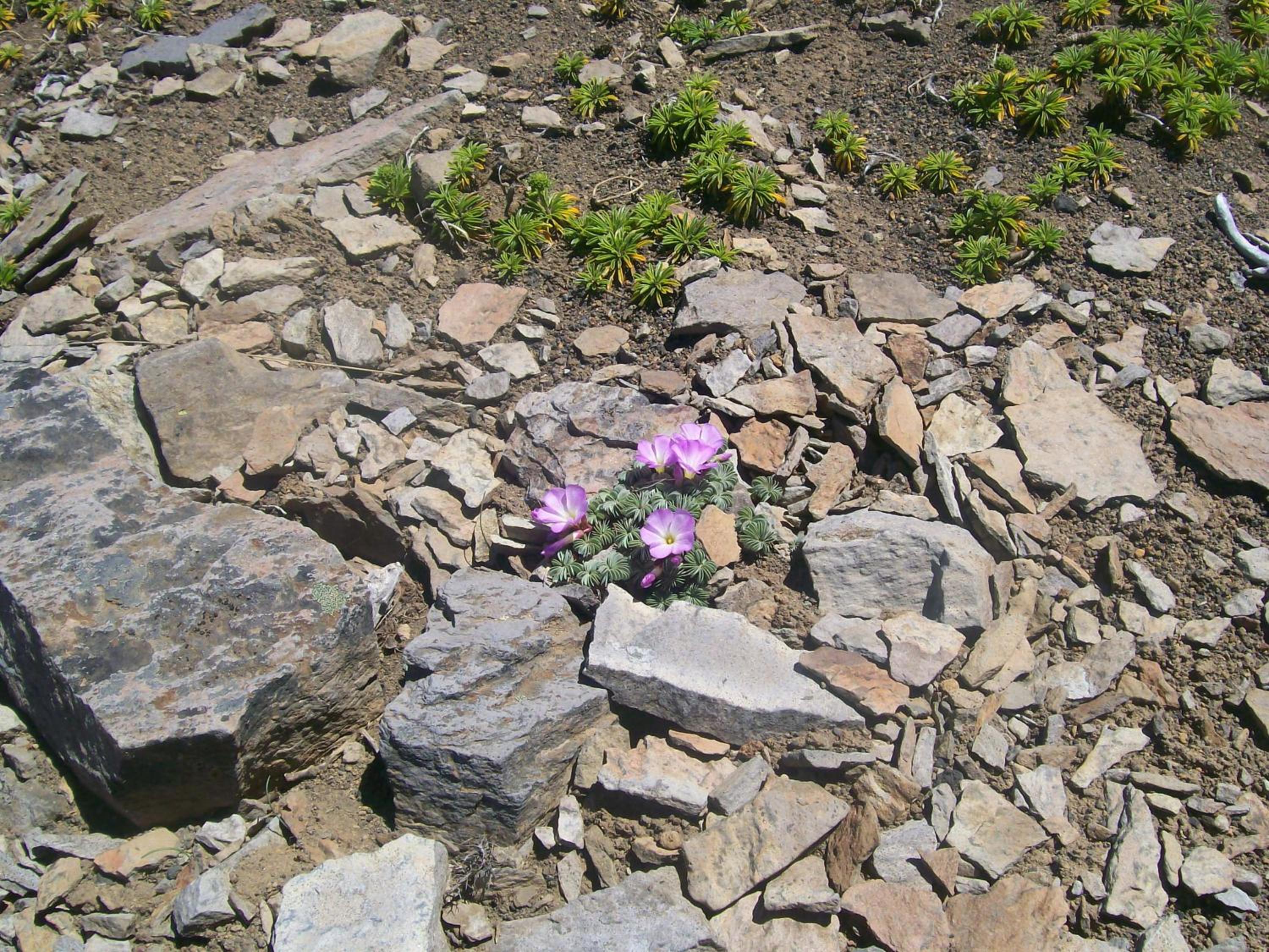 Photo 44