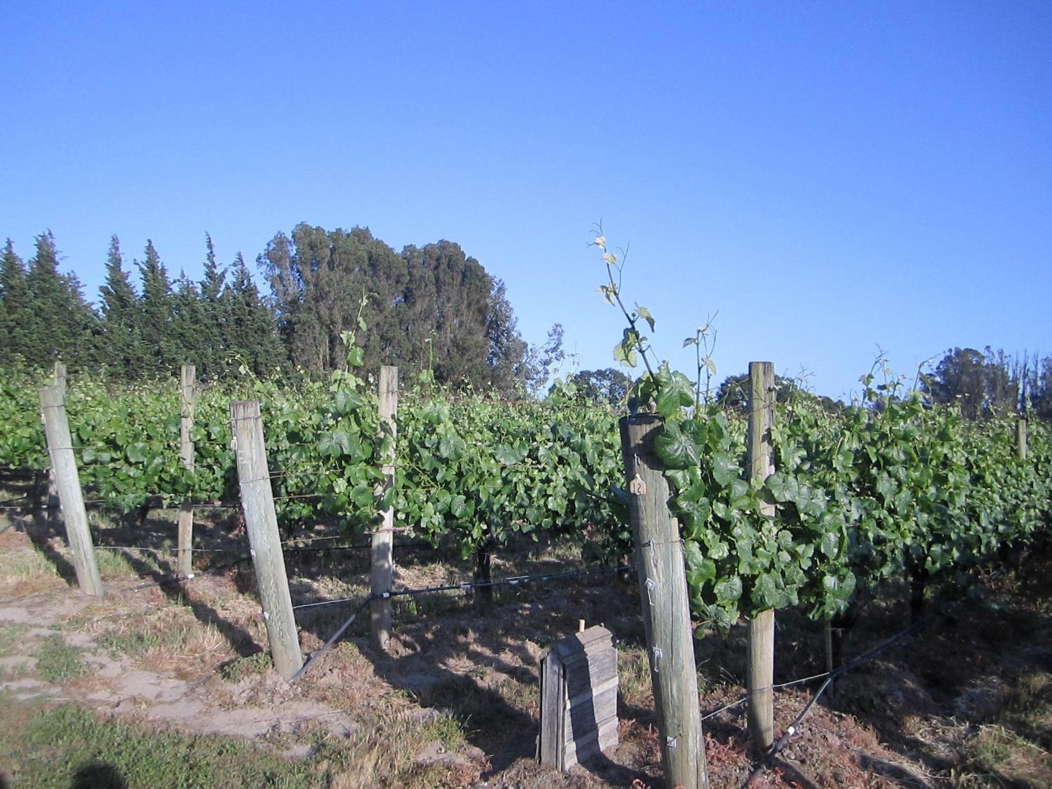 Pearlessence Vineyard Inn view 5