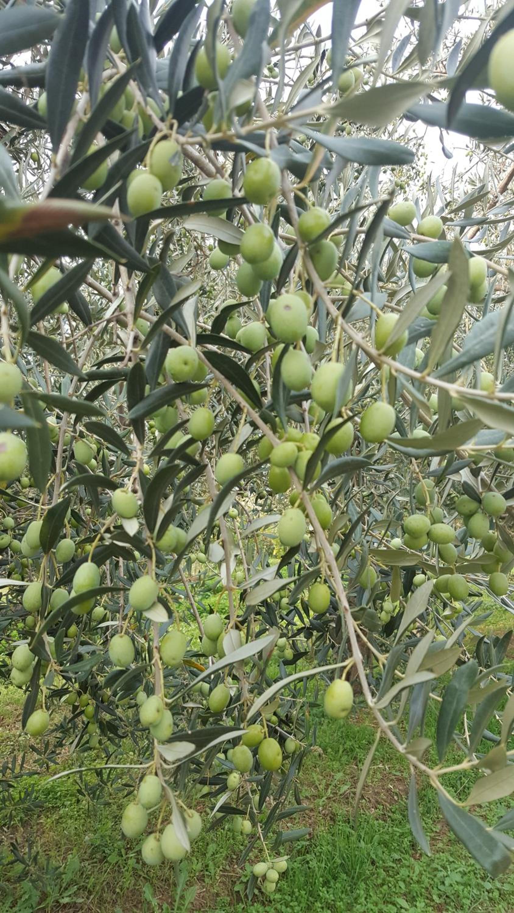 Apartment Wine & Olive oil Mofardin