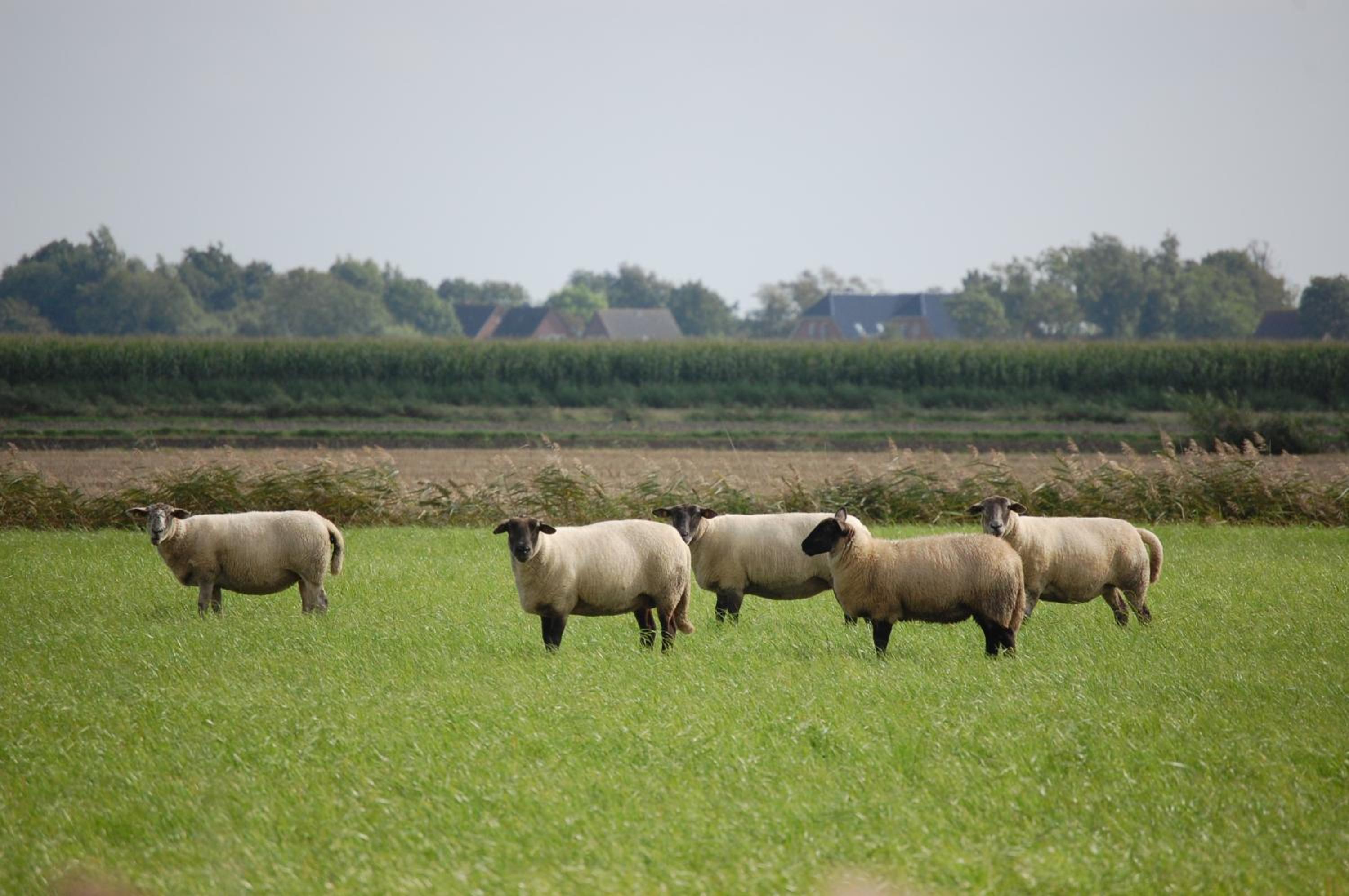 Reetdachhaus Moordeichperle