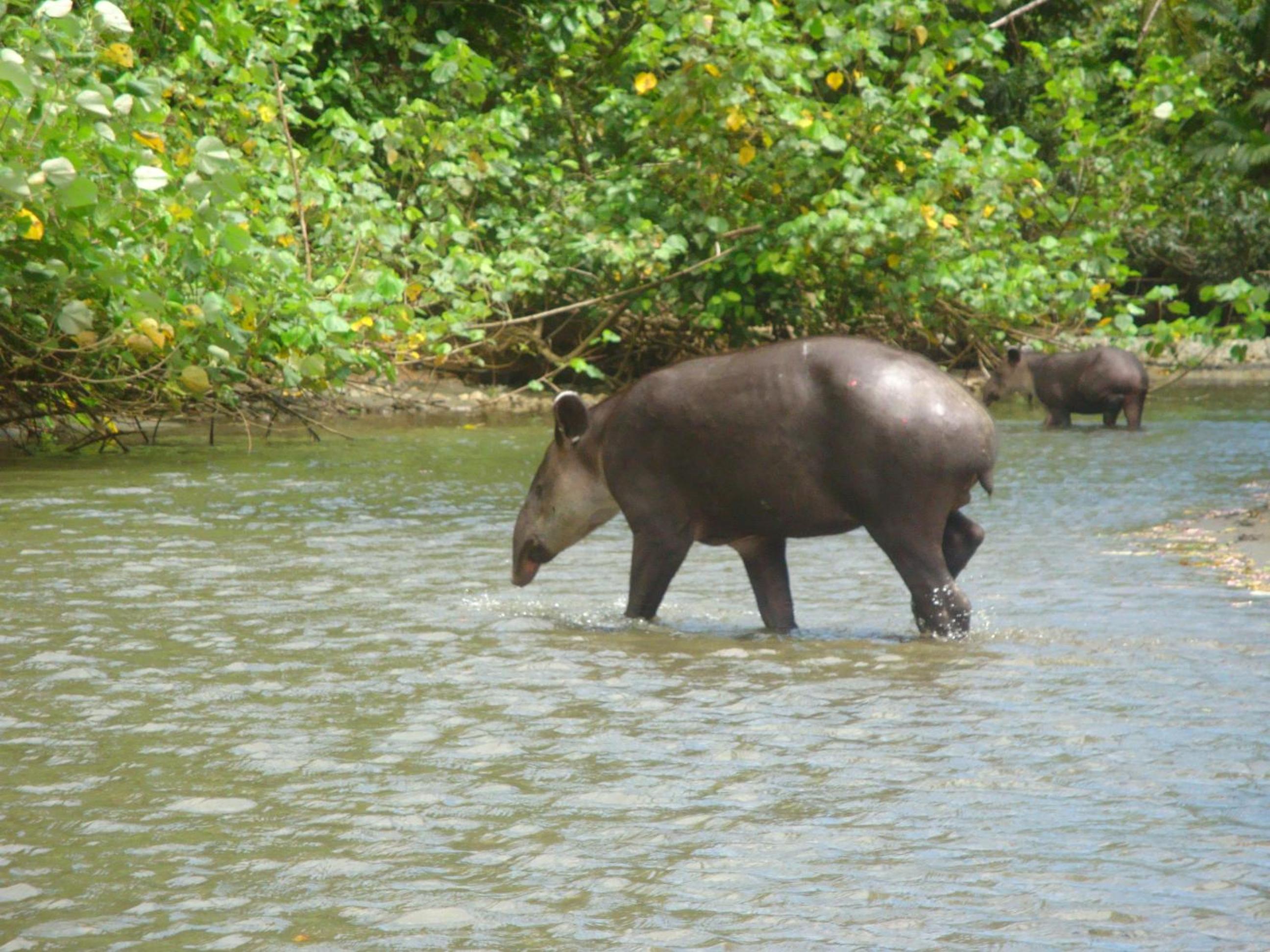 Isla Violin Eco-Lodge