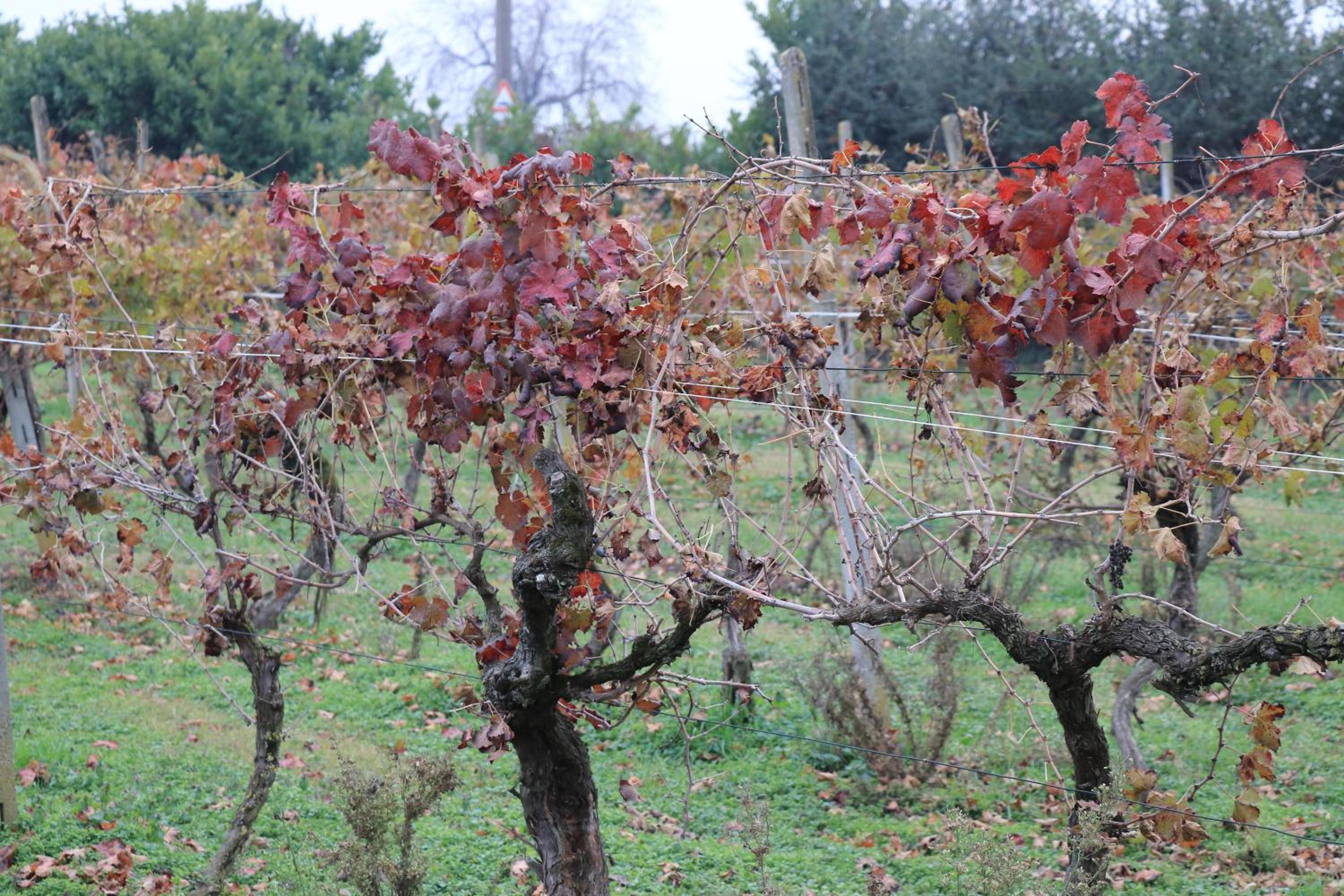 Le Magnolie Agriturismo