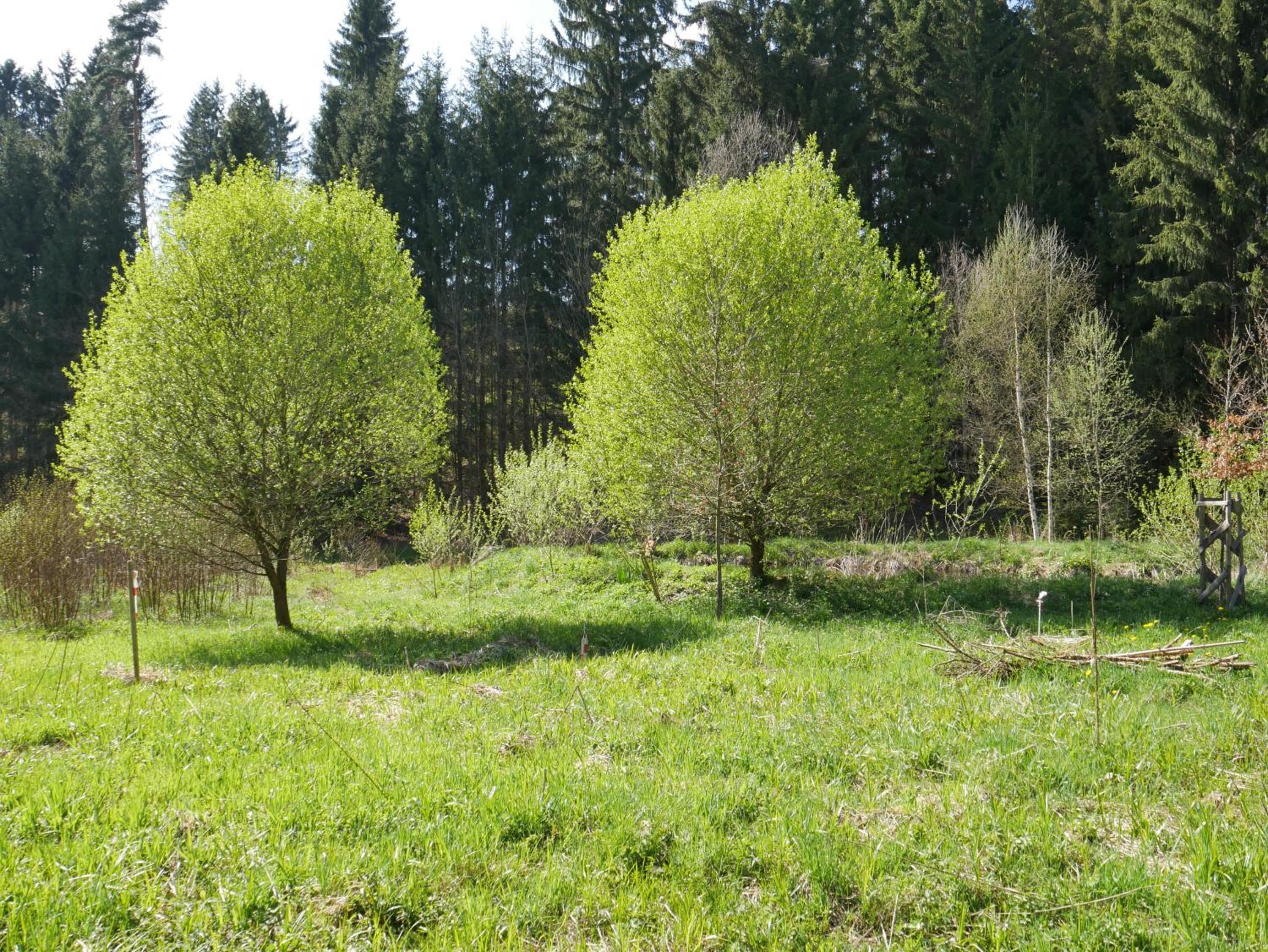 Grünlasmühle