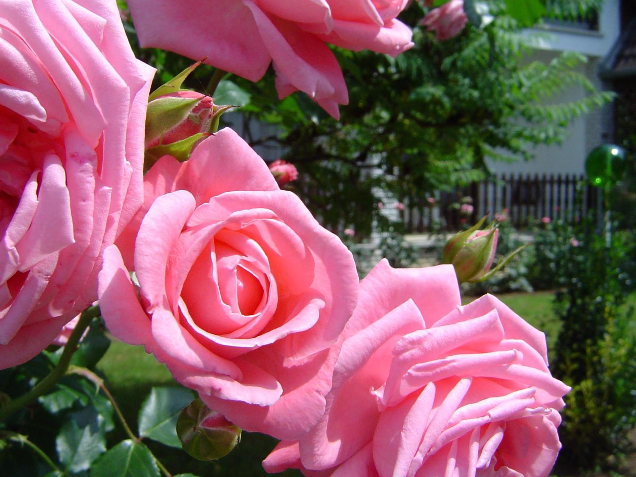 Photo 46