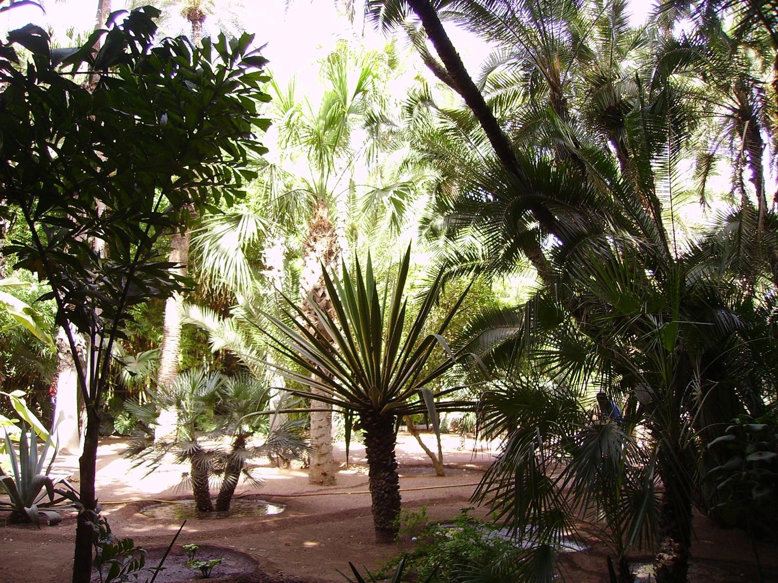 Appart avec vue Jardin/Majorelle