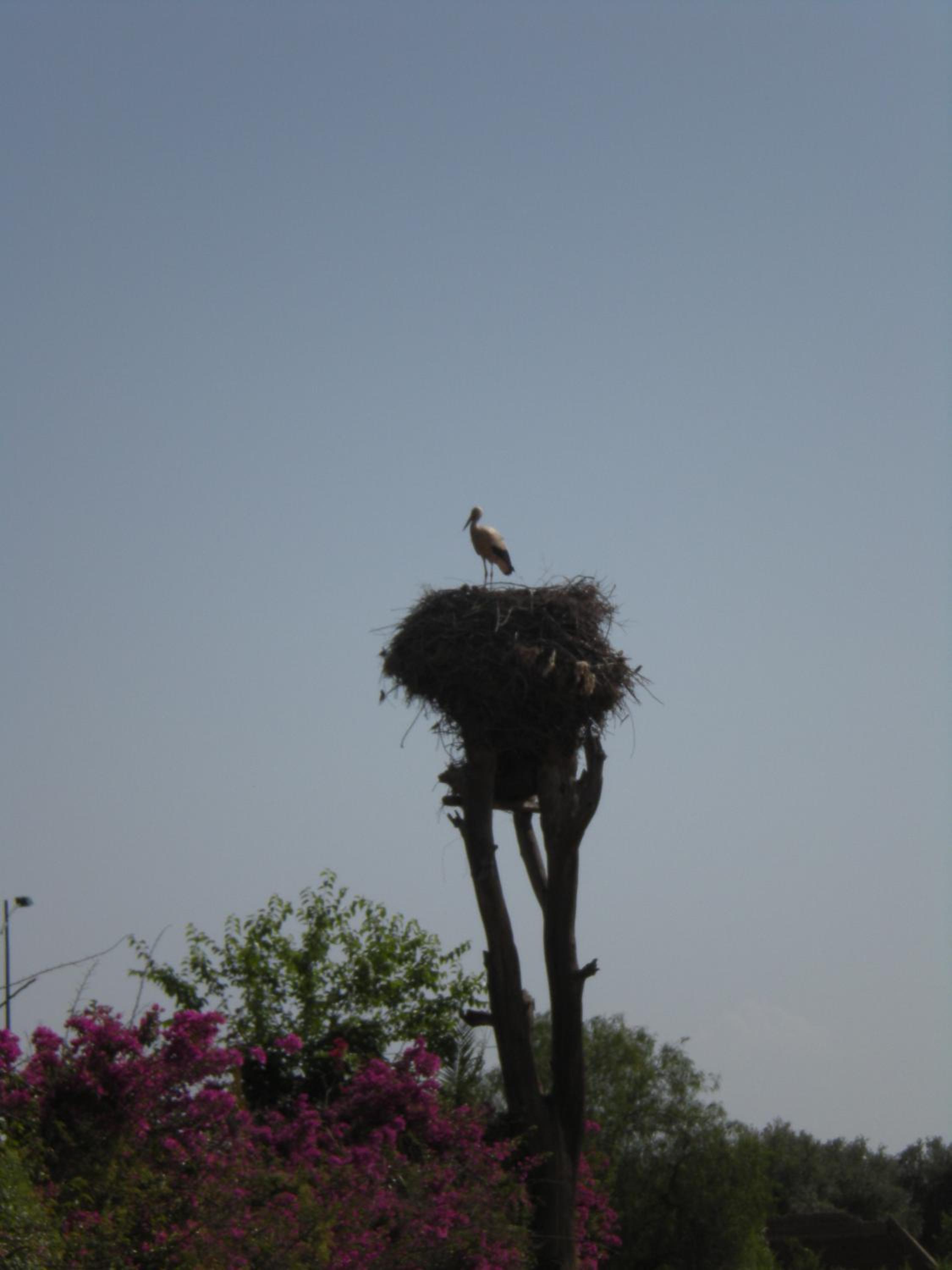 Appart avec vue Jardin/Majorelle