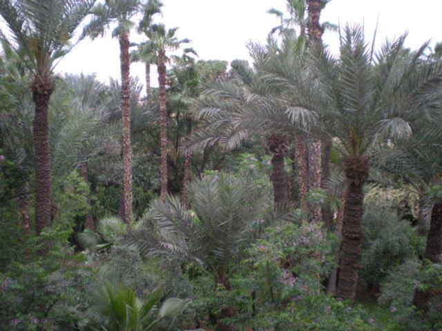 Appart avec vue Jardin/Majorelle