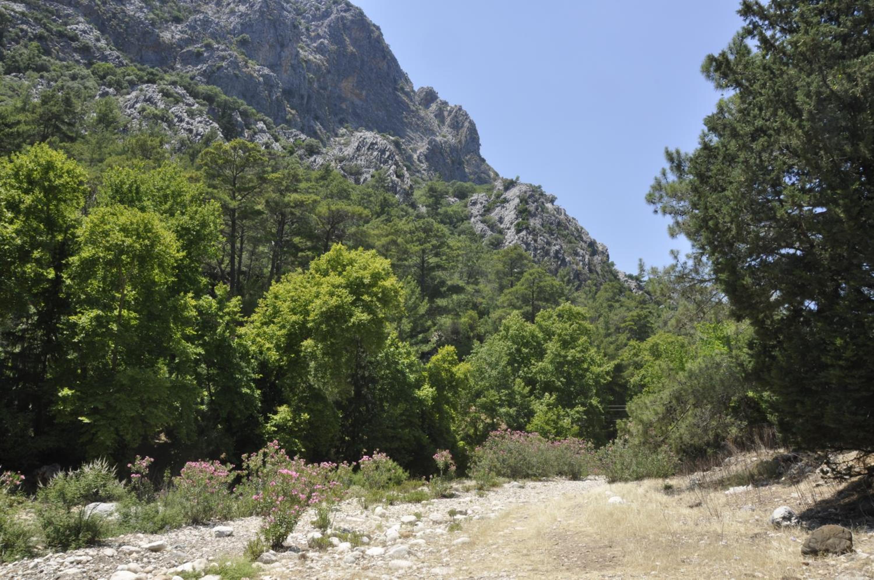 Canario Bungalows
