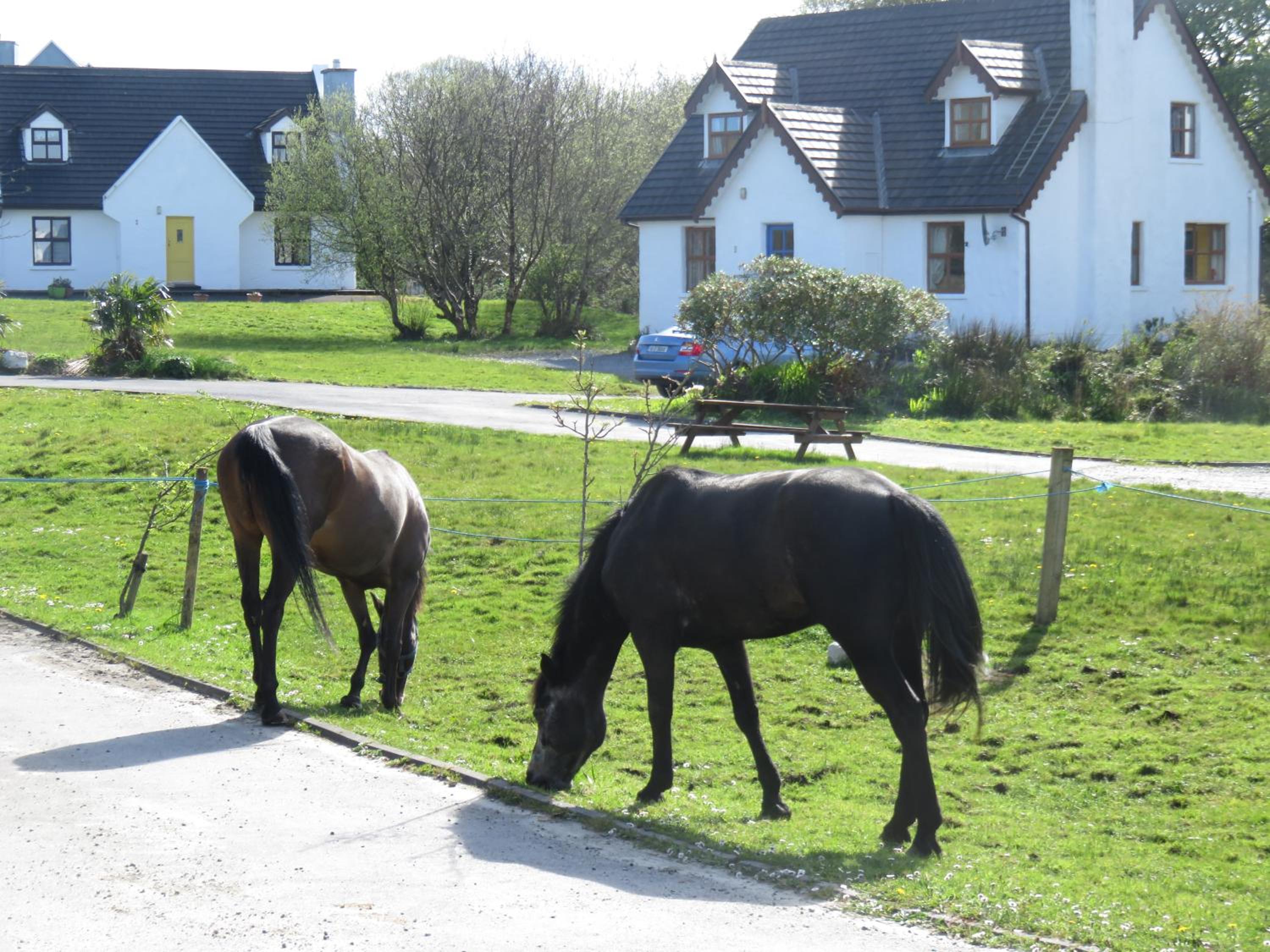 Letterfrack Farm Cottage in village on a farm beside Connemara National Park view 3