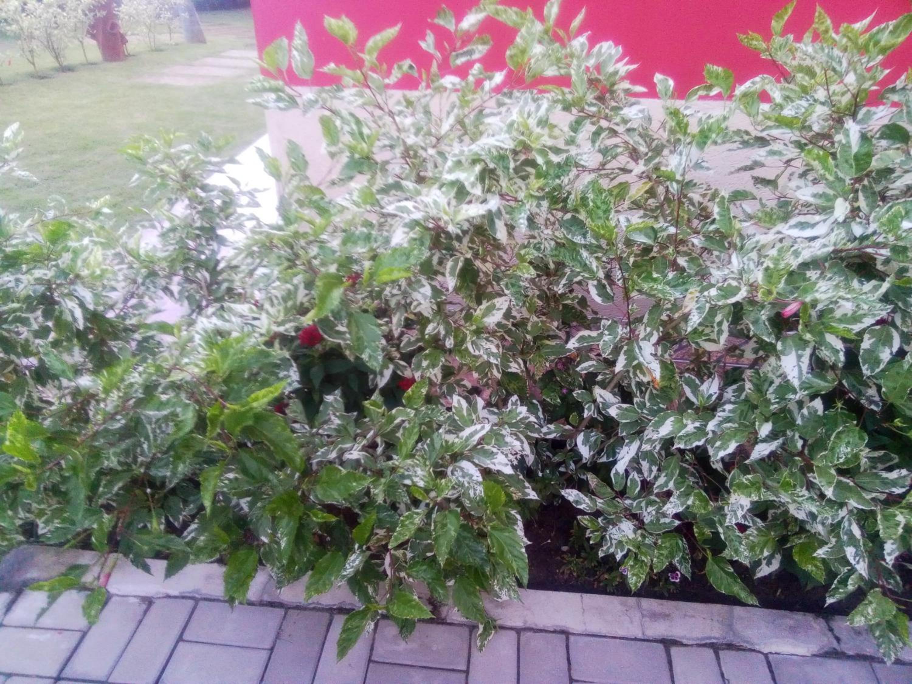 Residence Vila Europa
