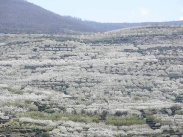 Las Glicinias del Jerte