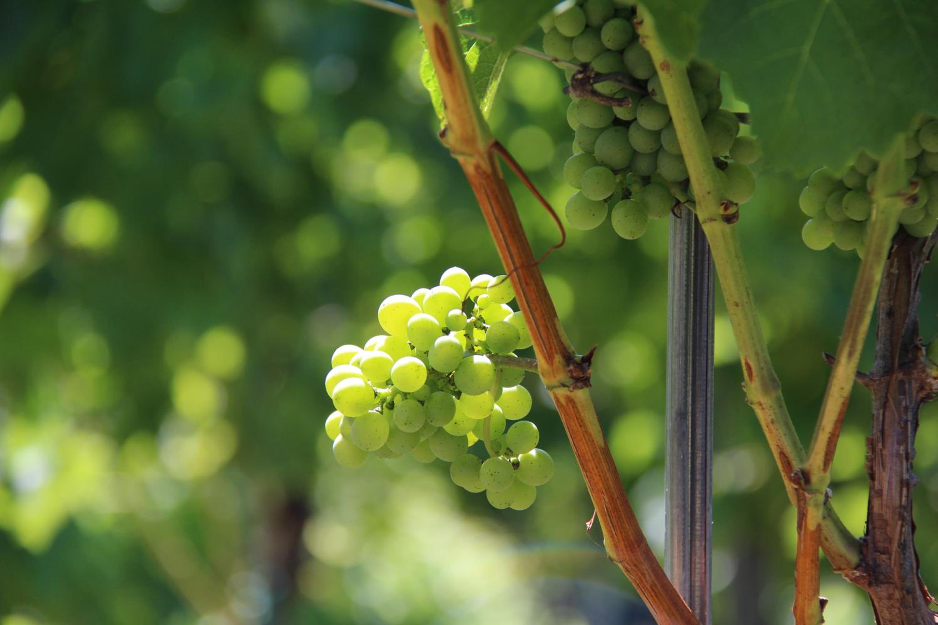Weingut Sternat vlg. Schmalzpeter
