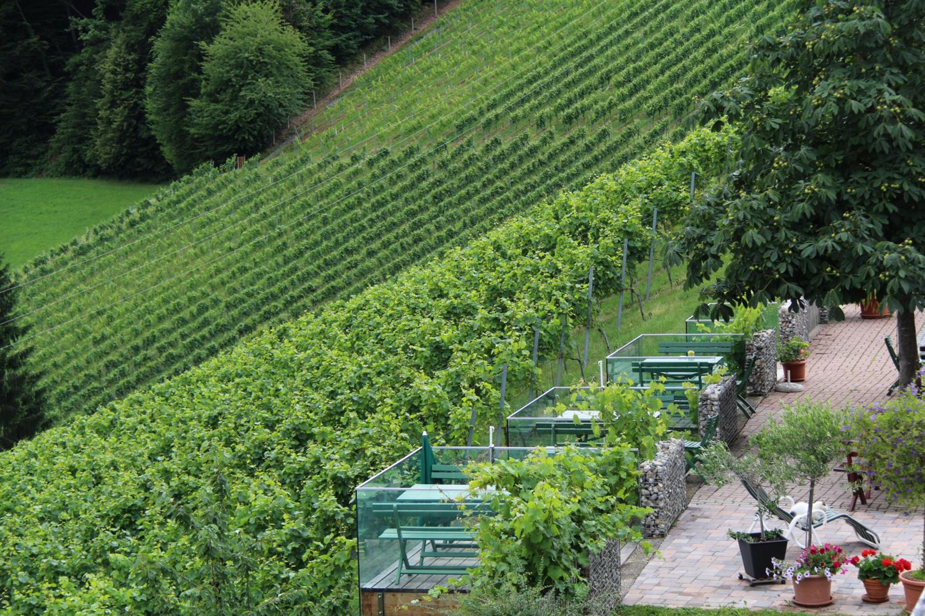 Weingut Sternat vlg. Schmalzpeter