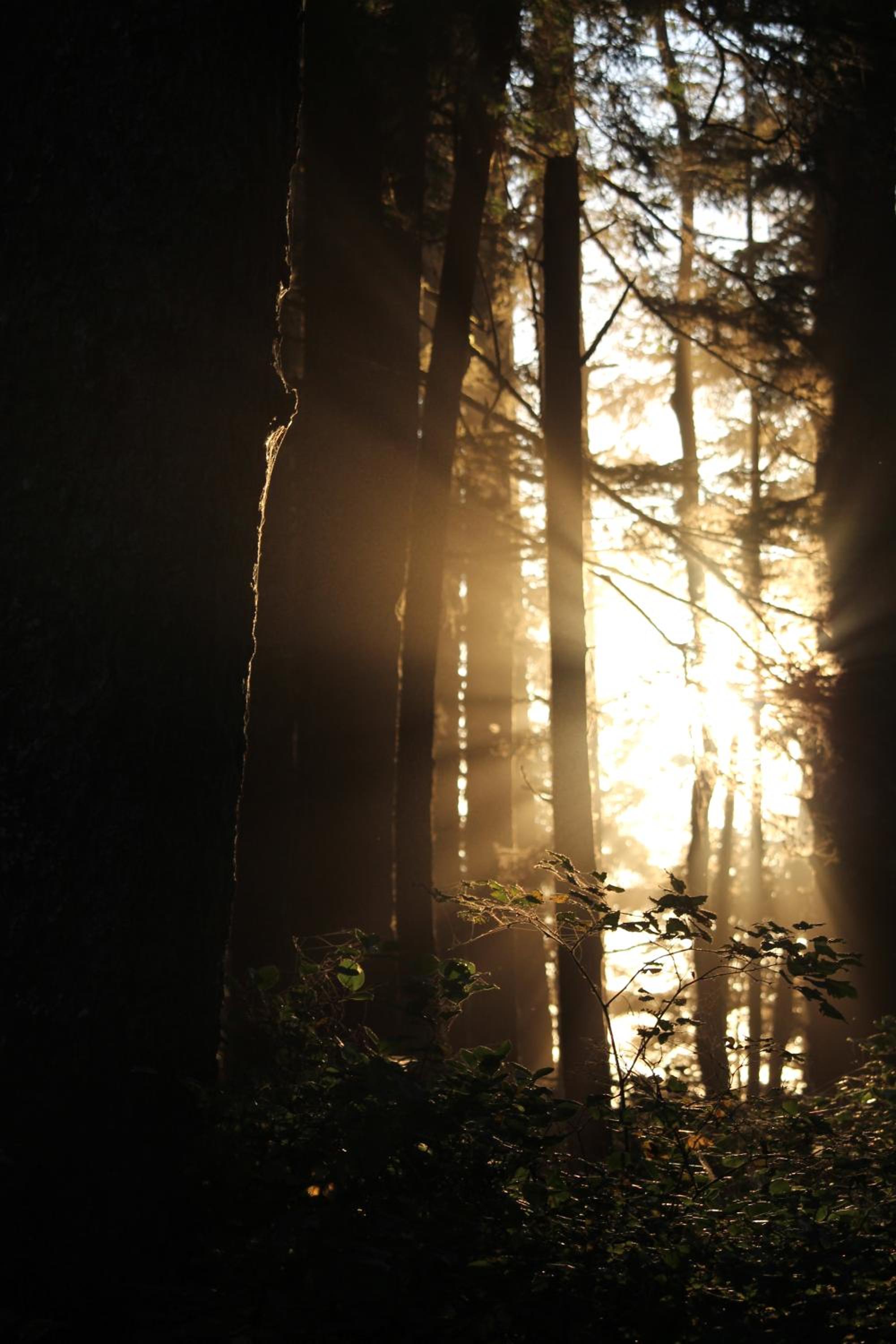 Tofino Vacations - Sienna's Tree House (Tall Trees And Salty Breeze) - Property Image 4