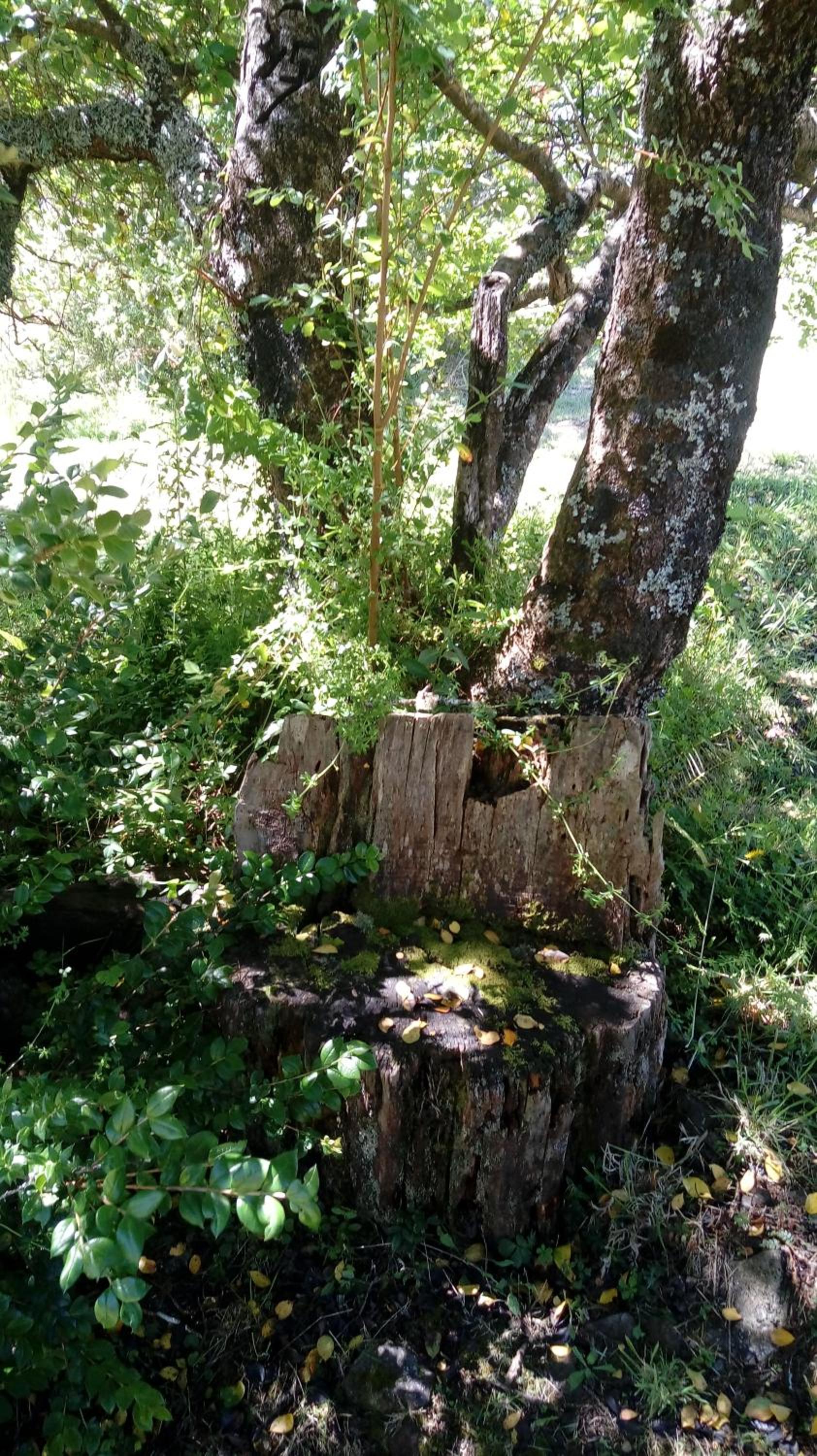 Cabañas El Diuco en Coñaripe 2