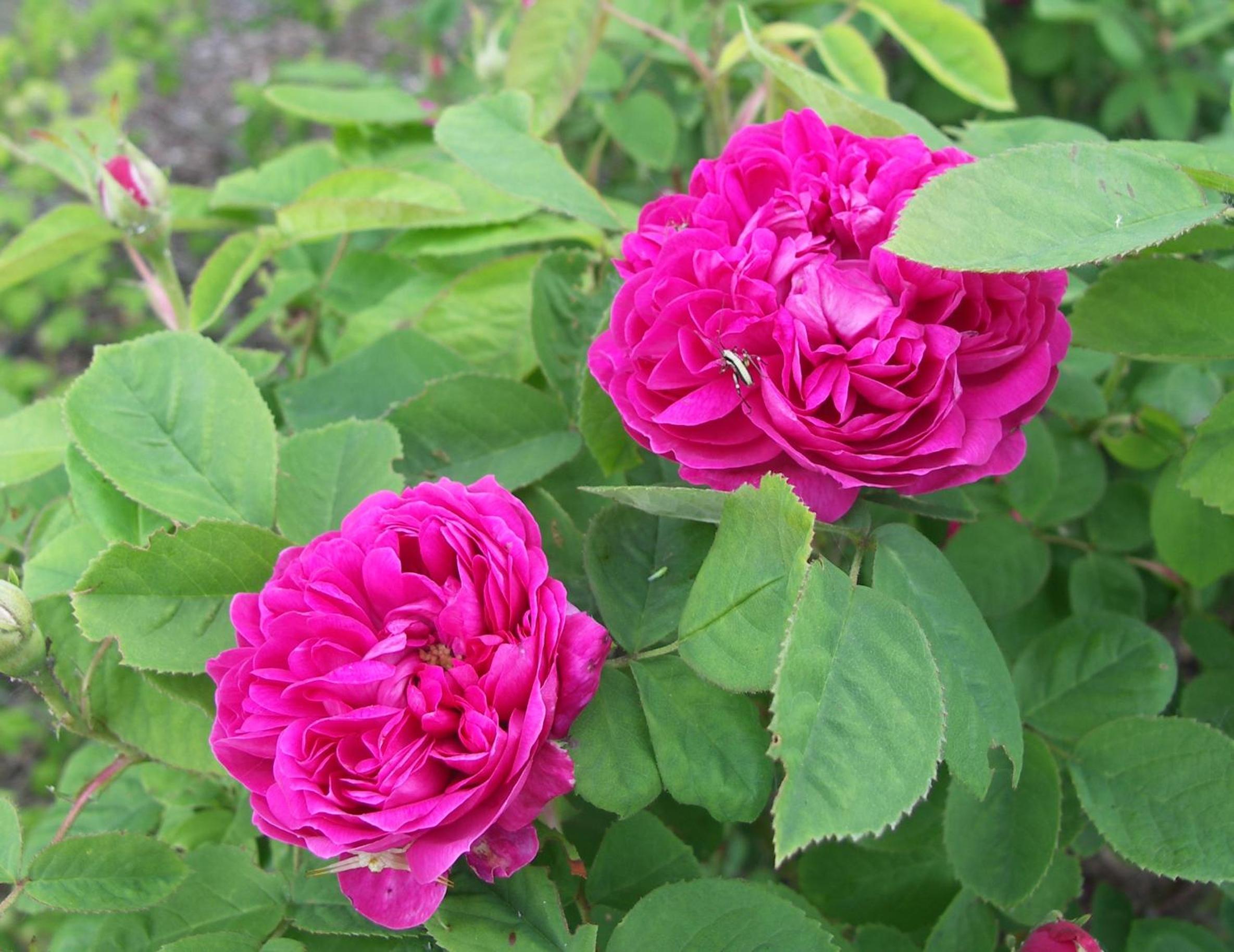 Photo 20