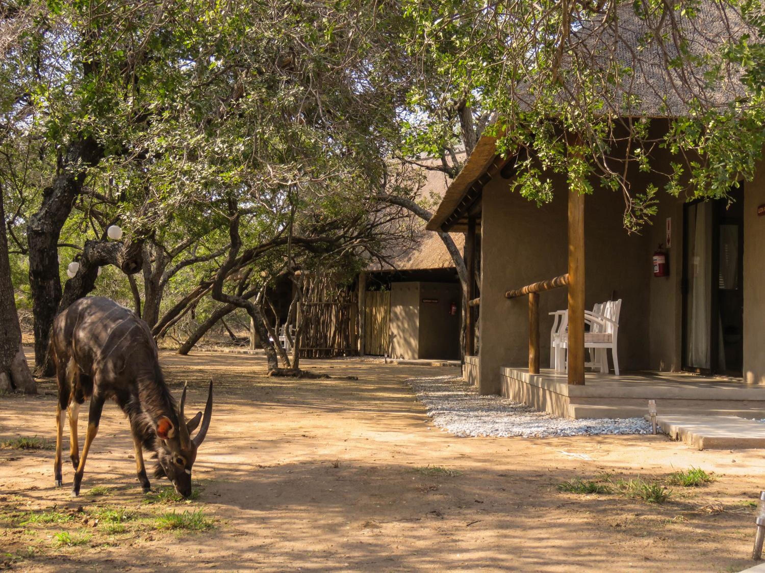 Bushbaby River Lodge