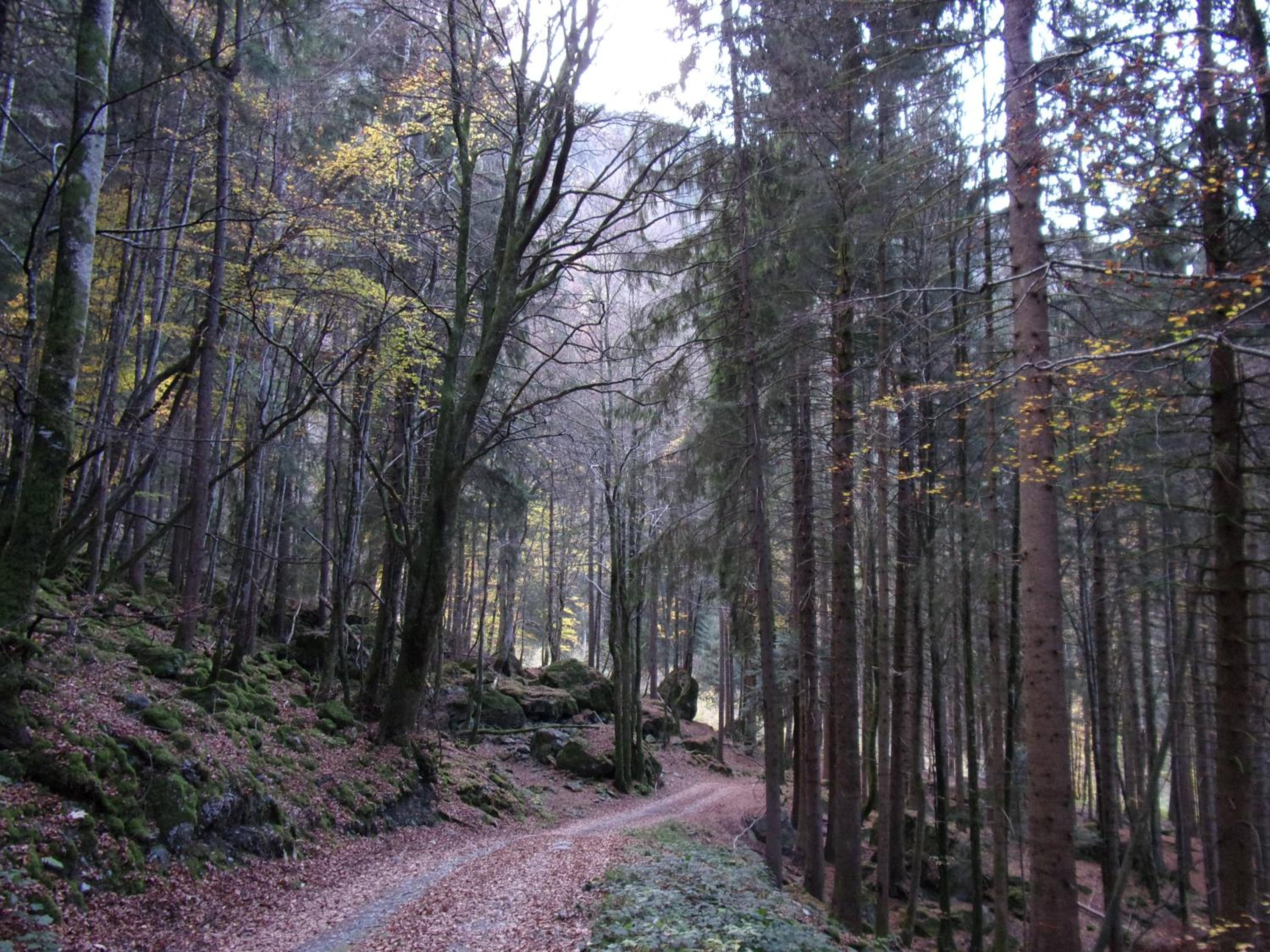 Gîte Le Cerf de Belledonne
