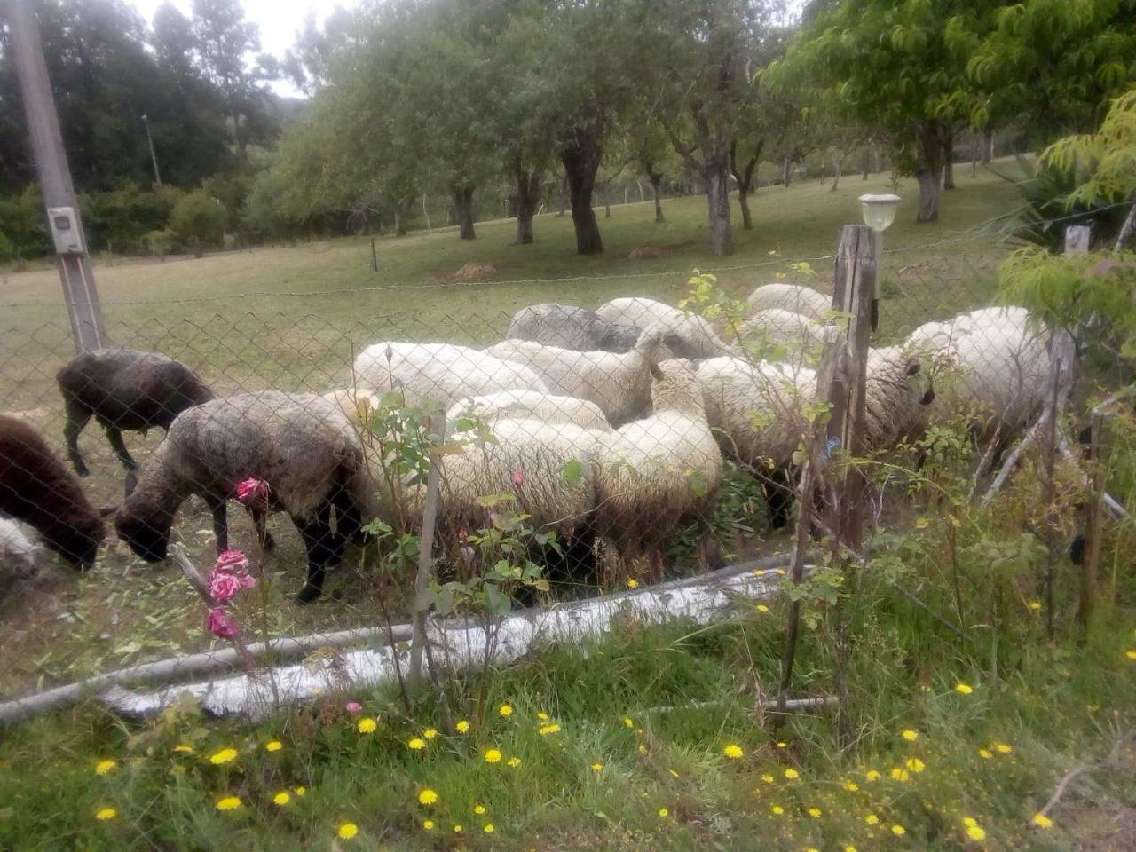 Los Encinos de Chancoyan