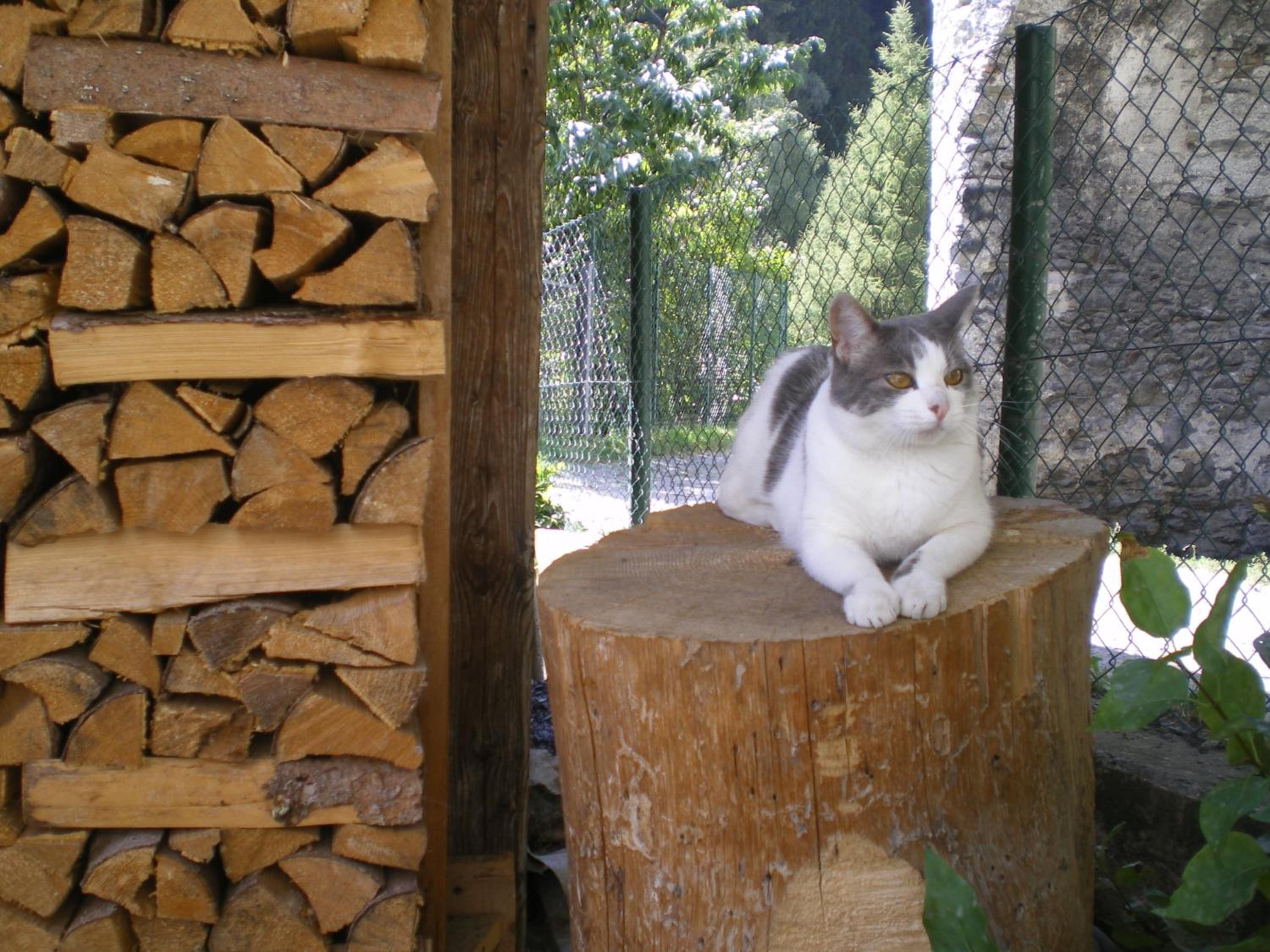 Photo 28