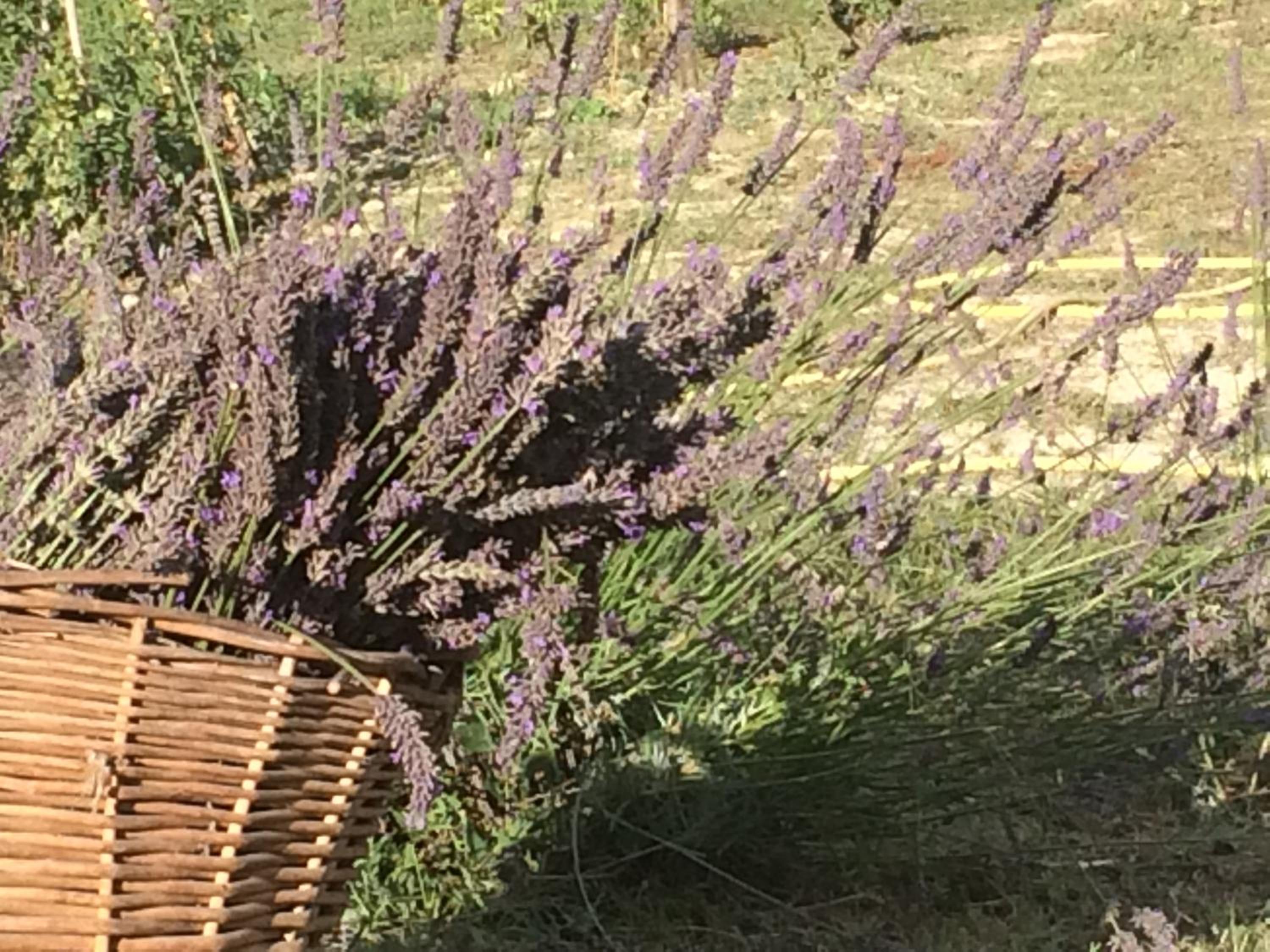 Cascina Vicentini