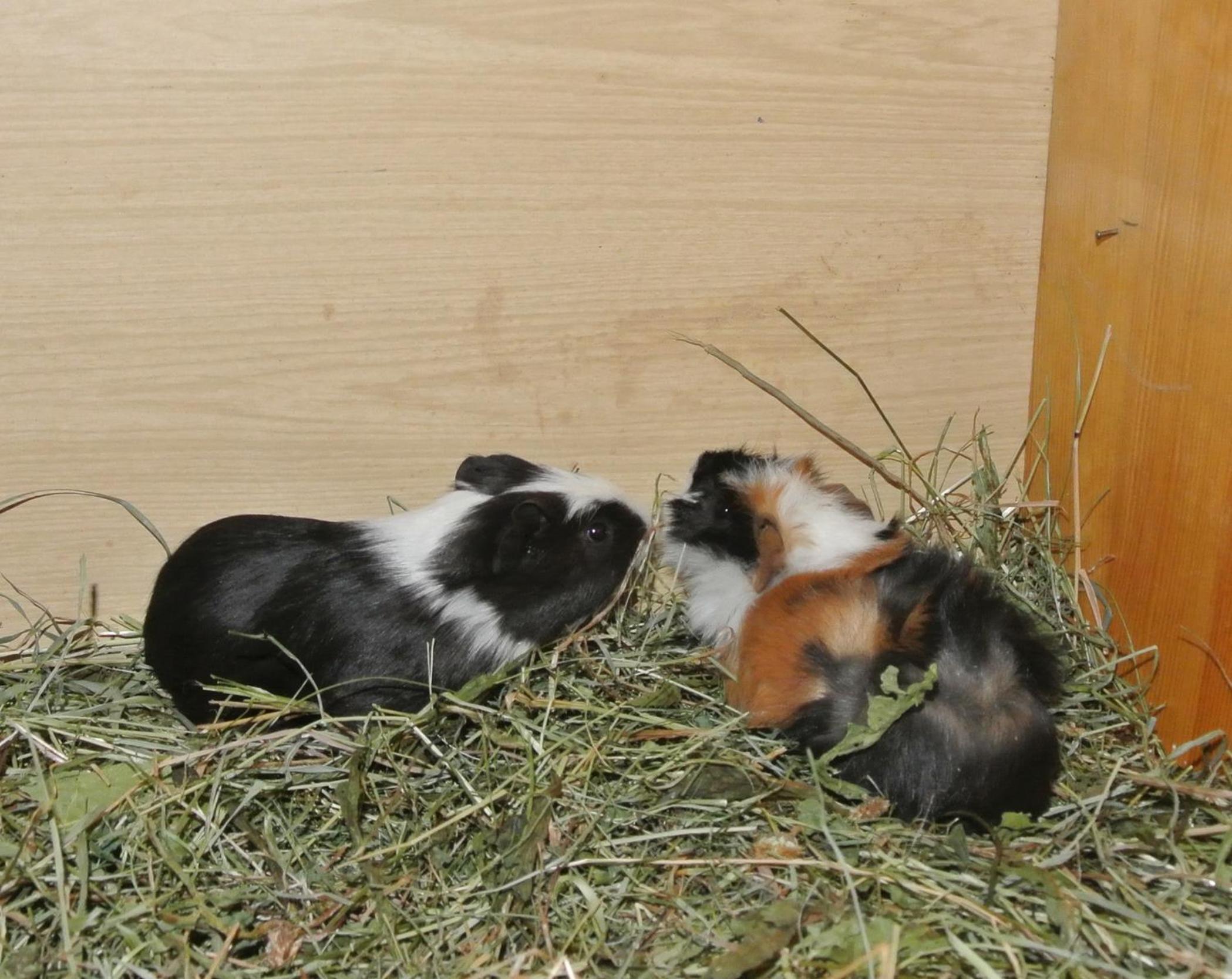 Photo 29