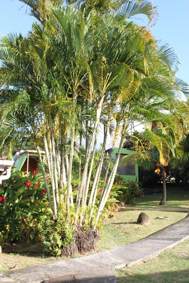 Coeur Caraibes