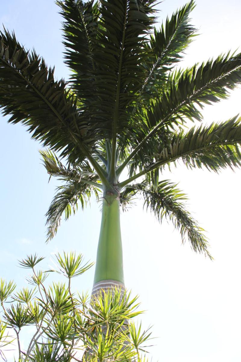 Coeur Caraibes