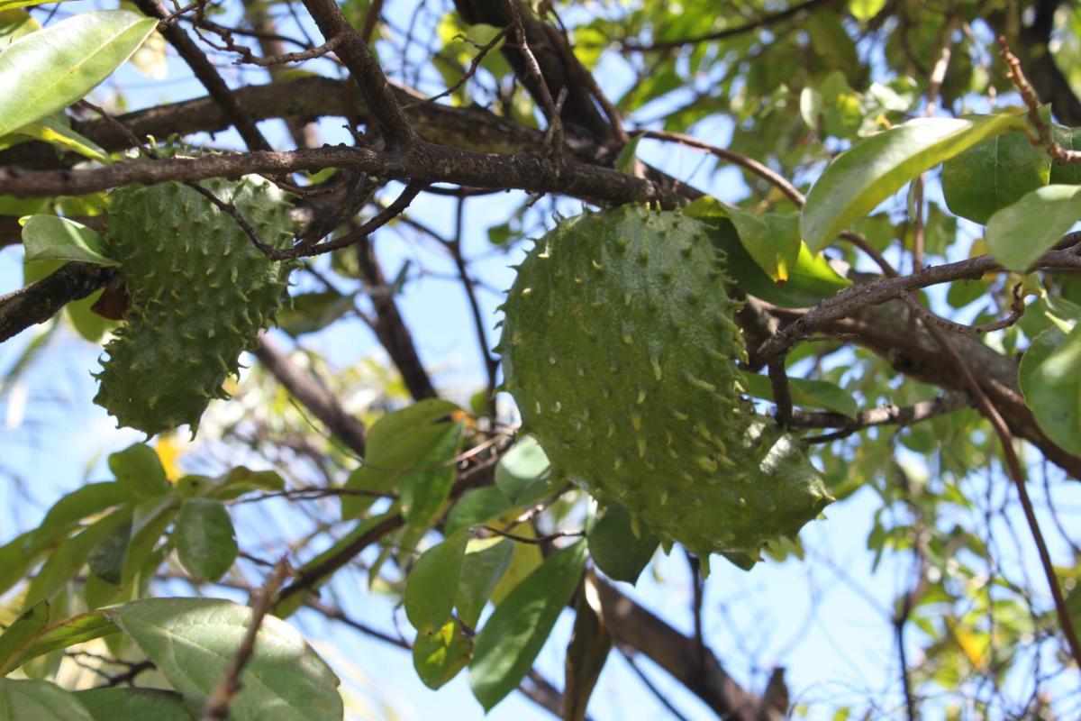 Coeur Caraibes