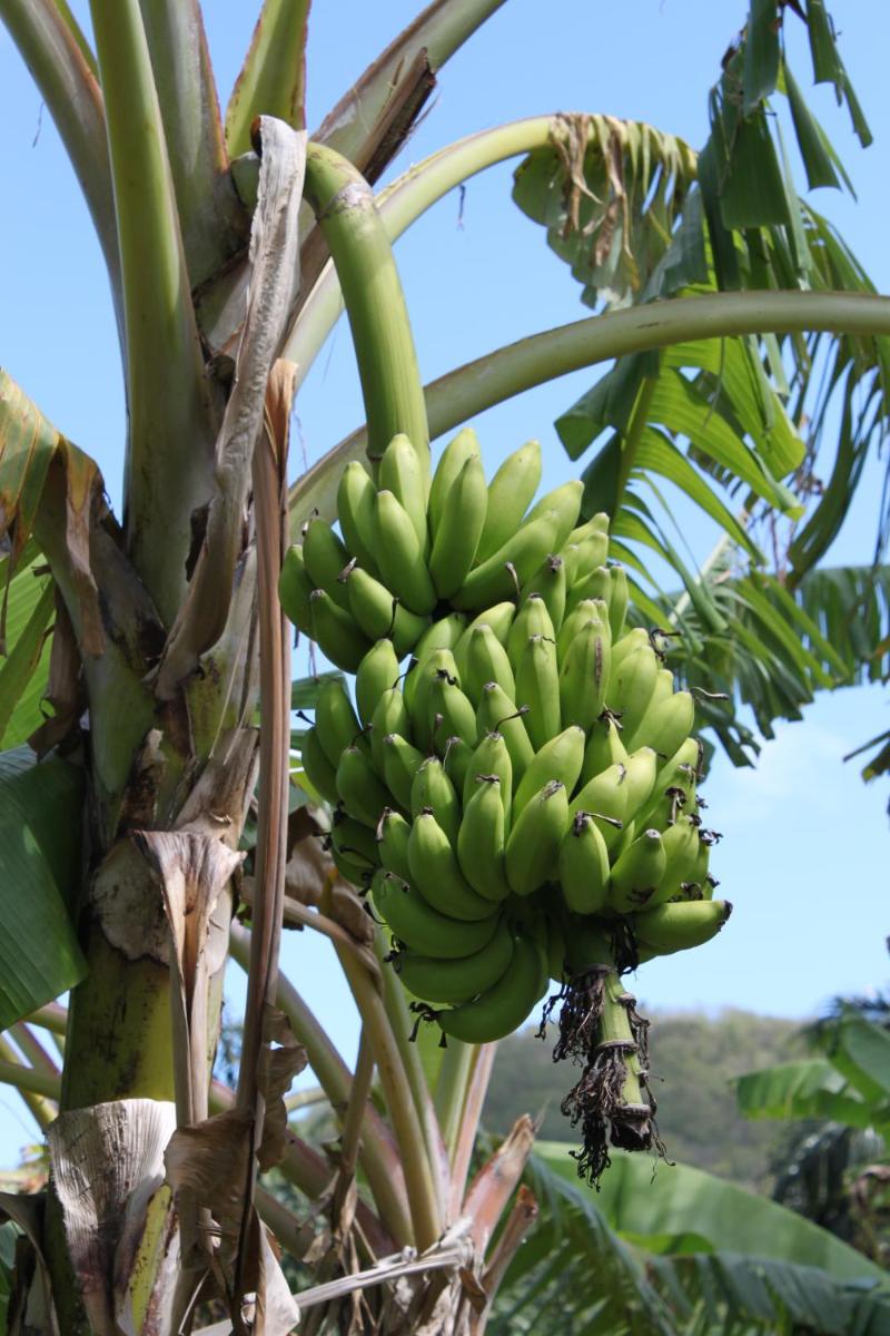 Coeur Caraibes