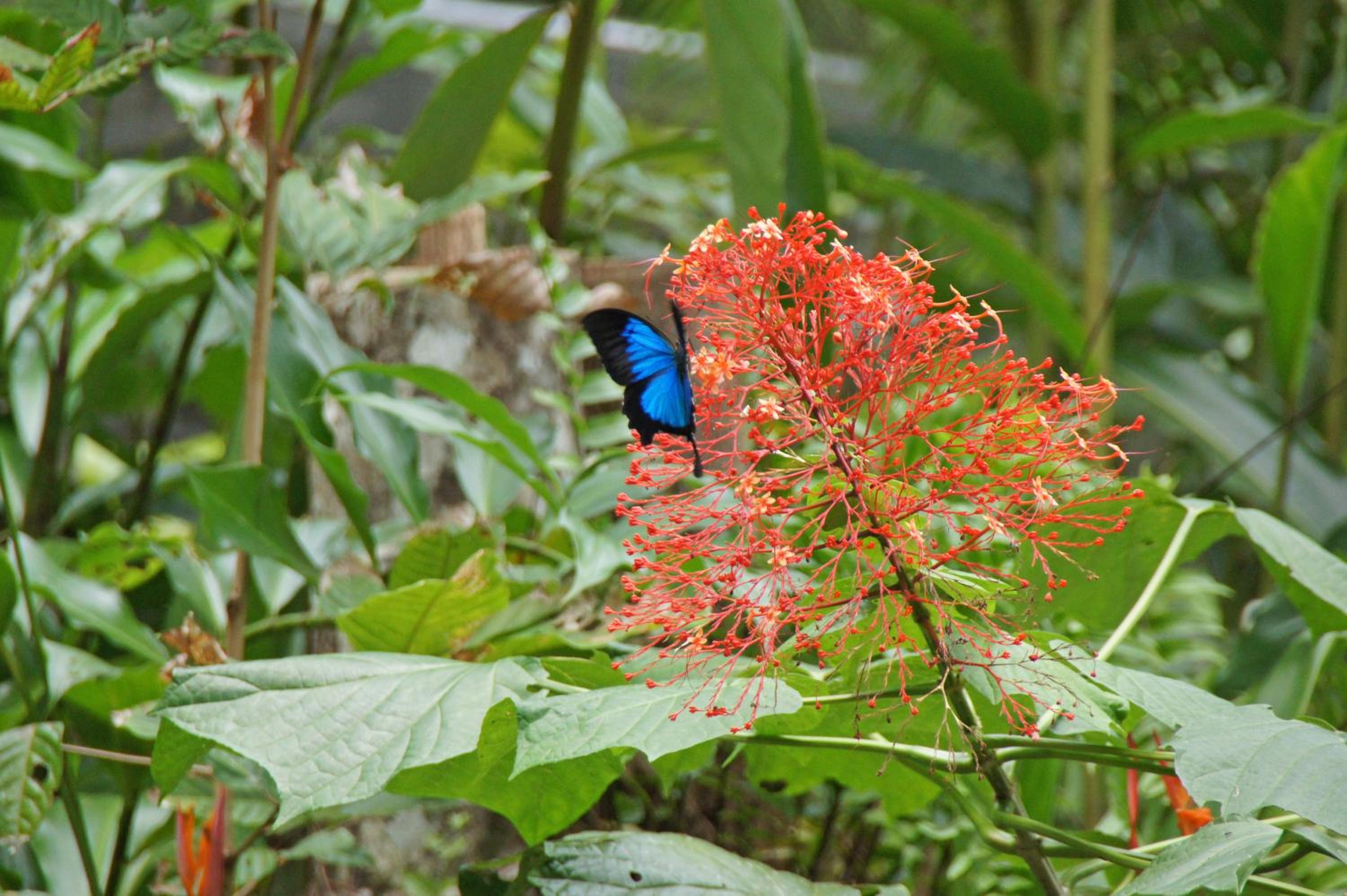 Heritage Lodge - in the Daintree view 3