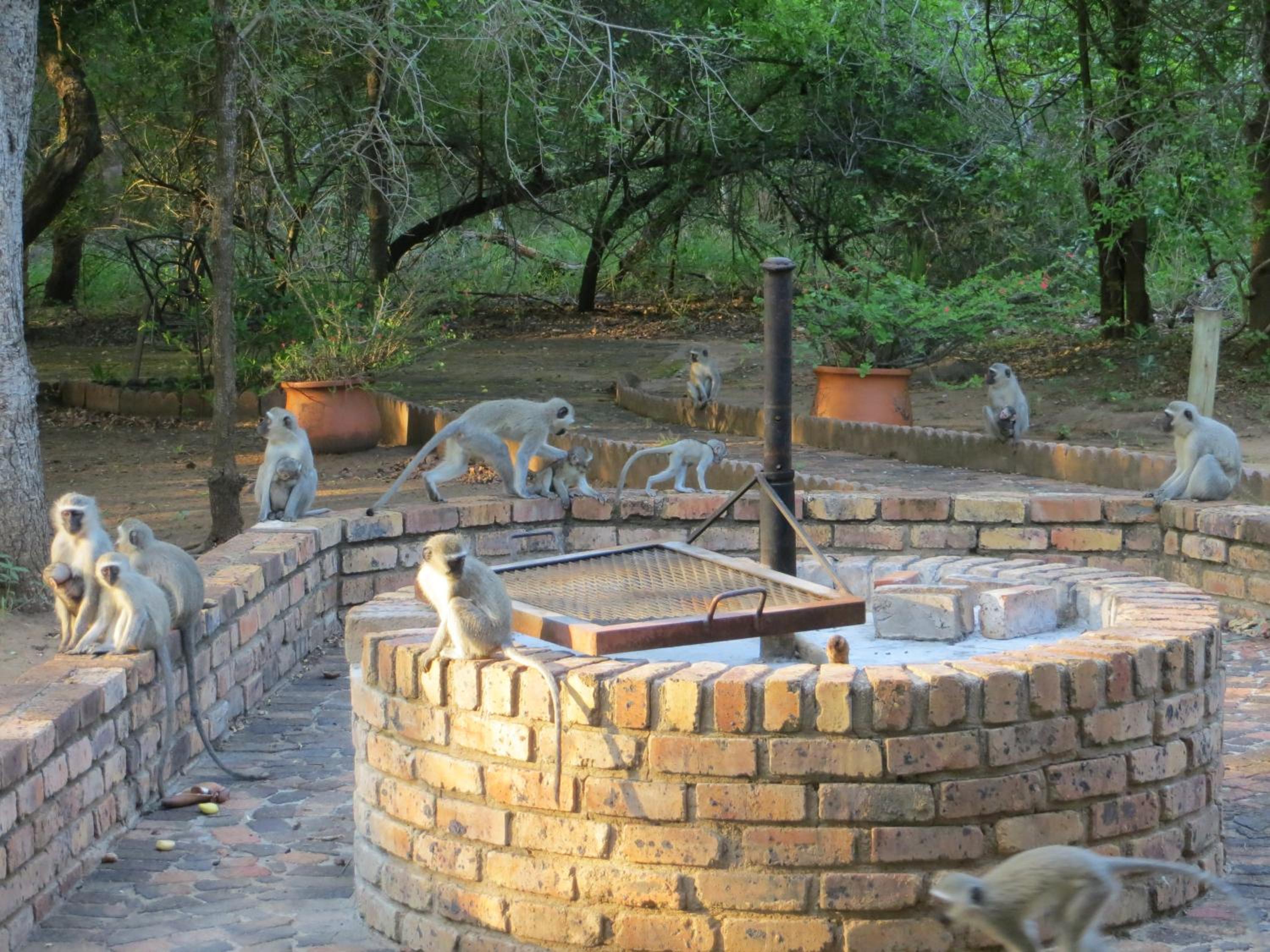 Kruger Safari Animal Encounter
