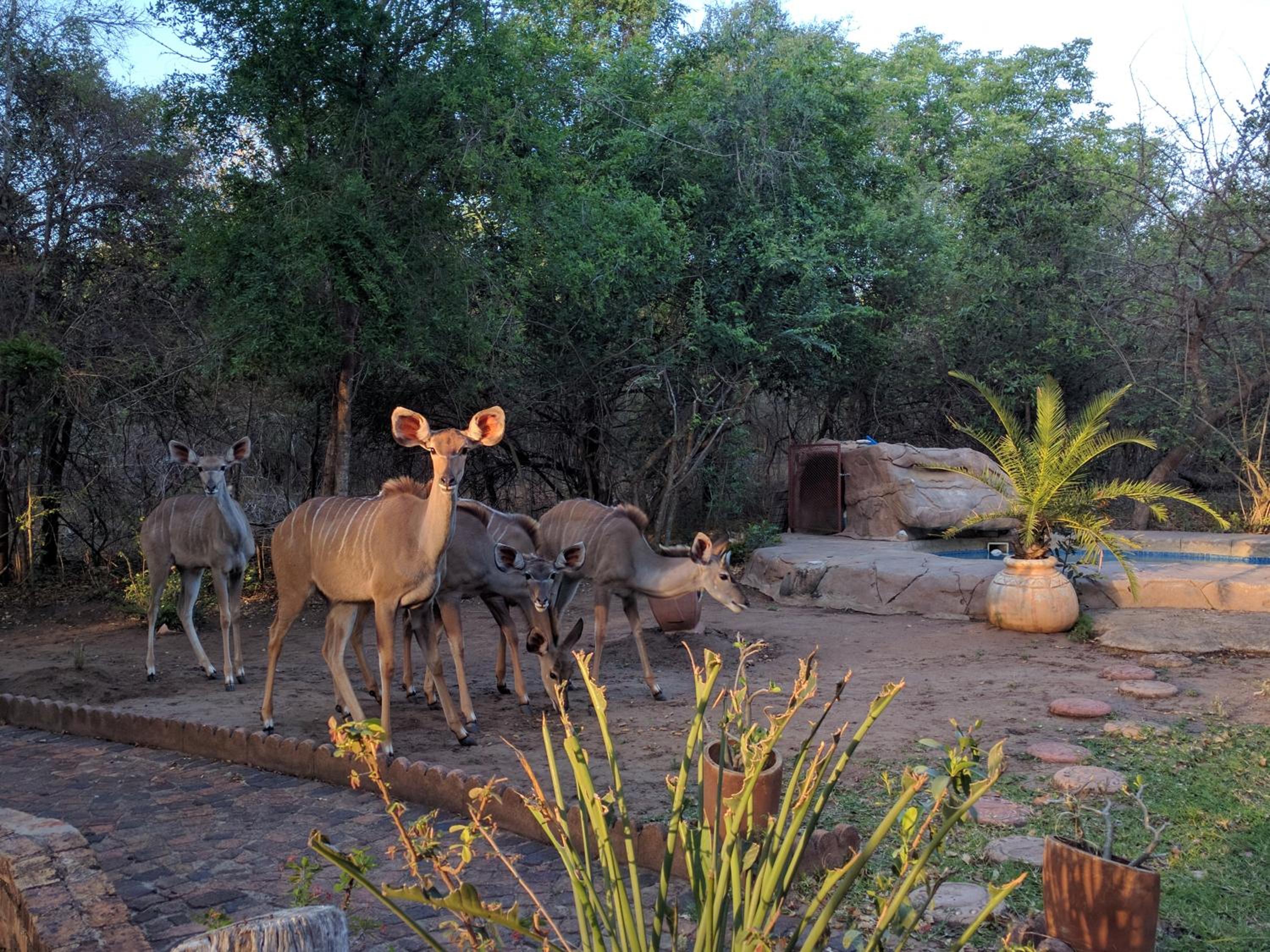 Kruger Safari Animal Encounter