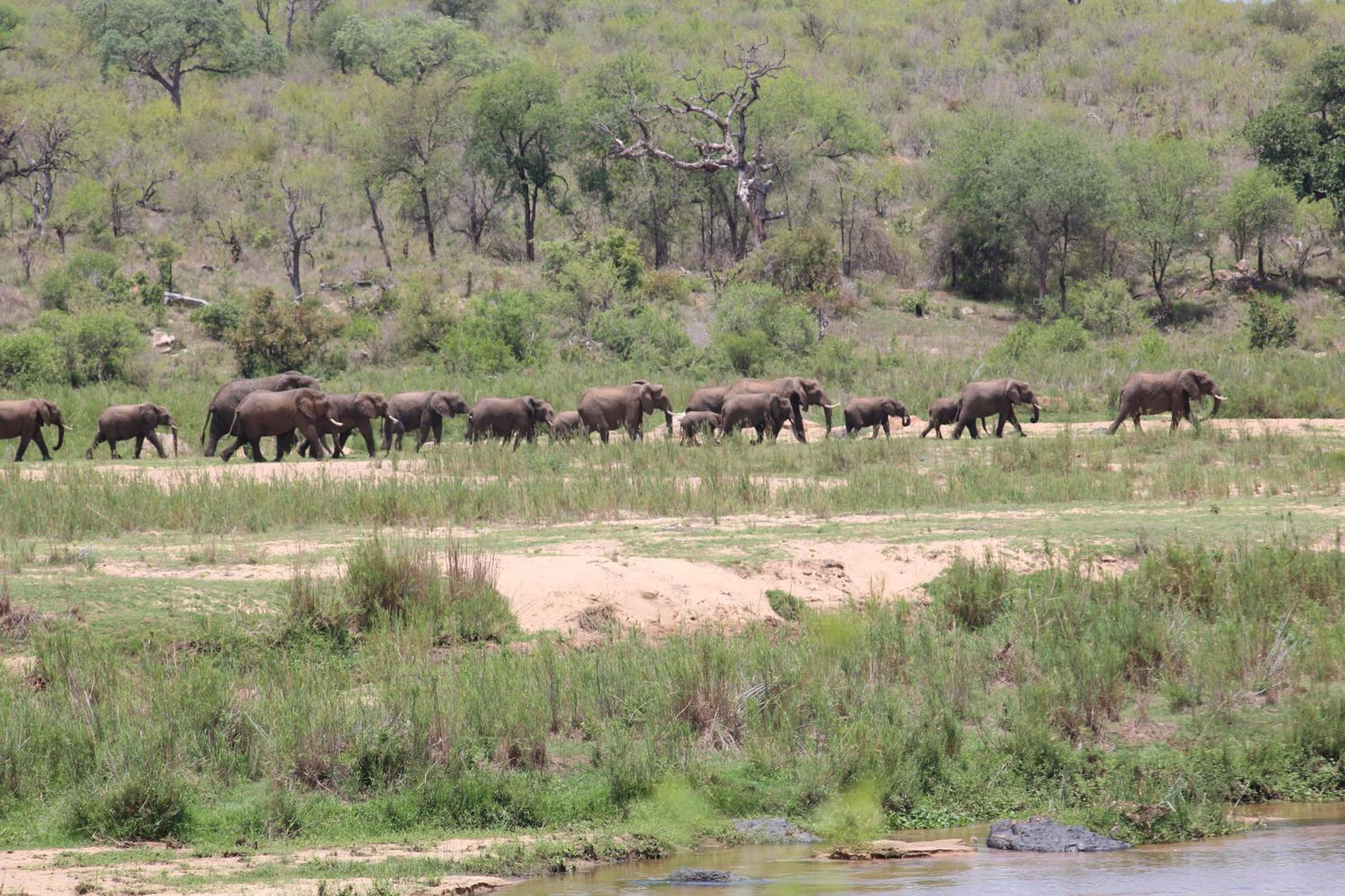 Kruger Safari Animal Encounter