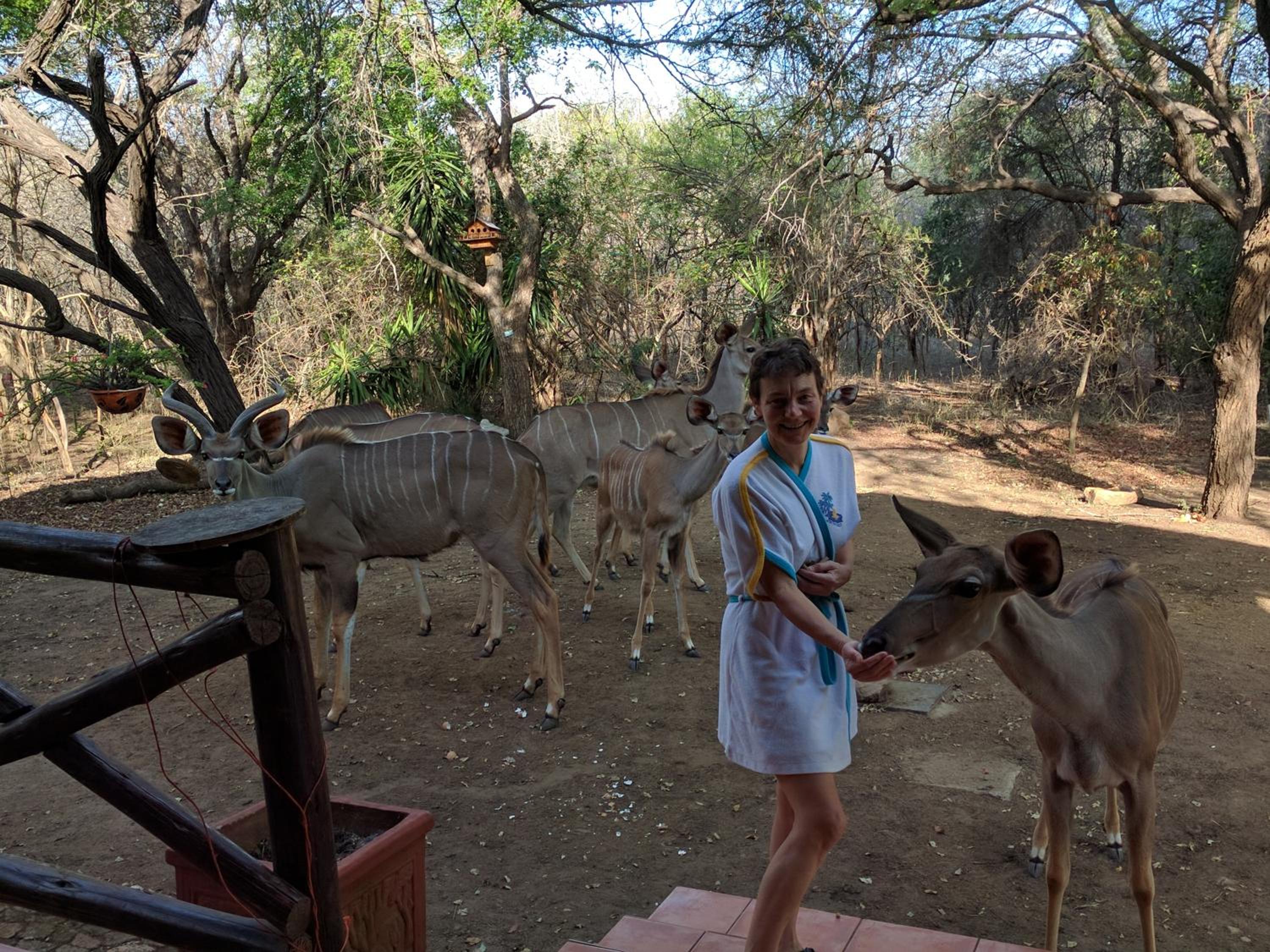 Kruger Safari Animal Encounter